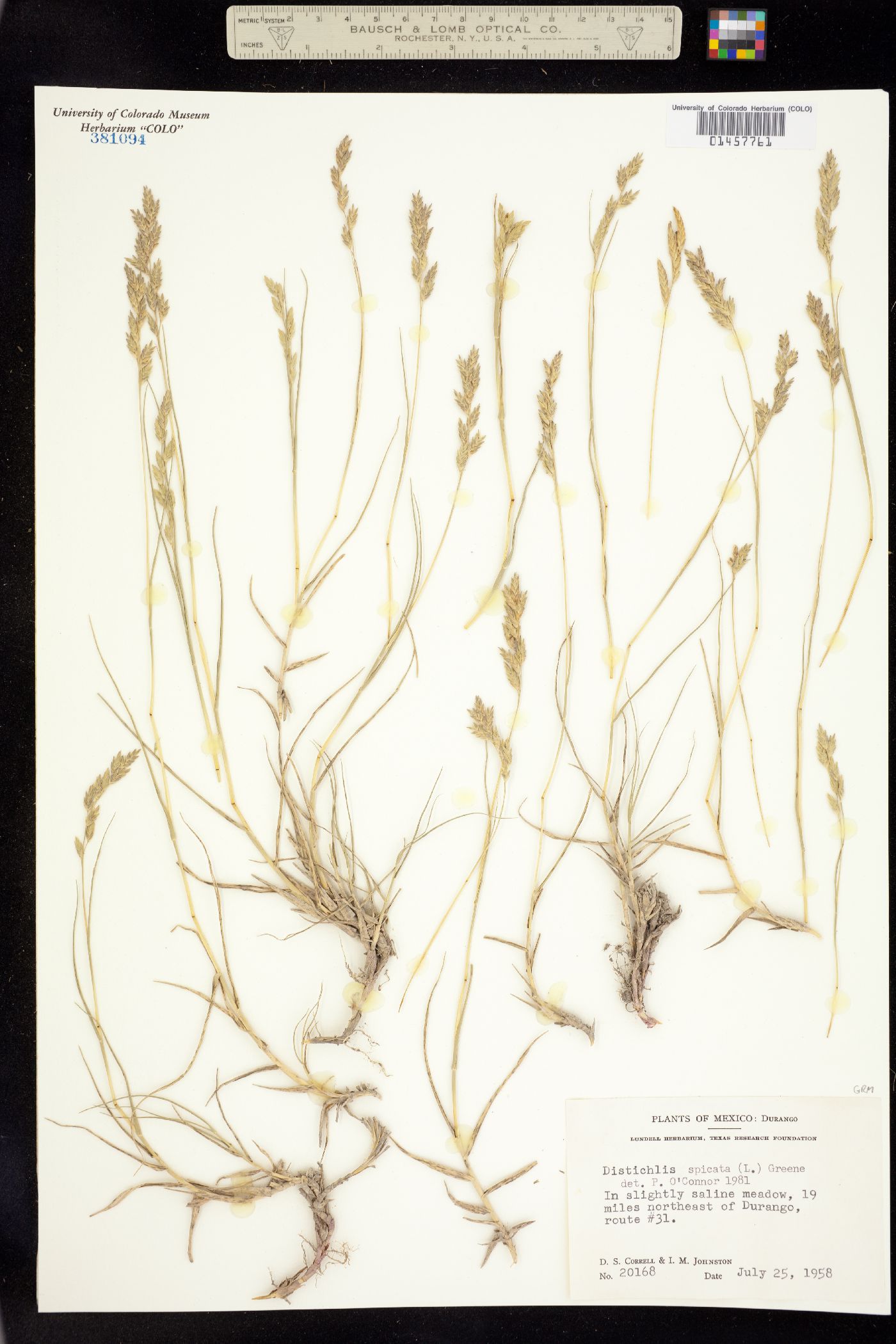 Distichlis spicata image
