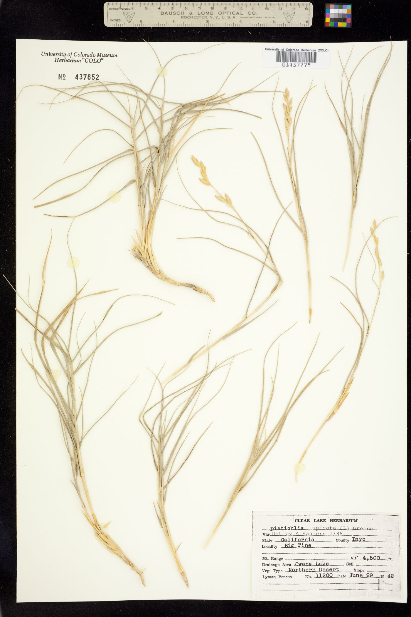Distichlis spicata image