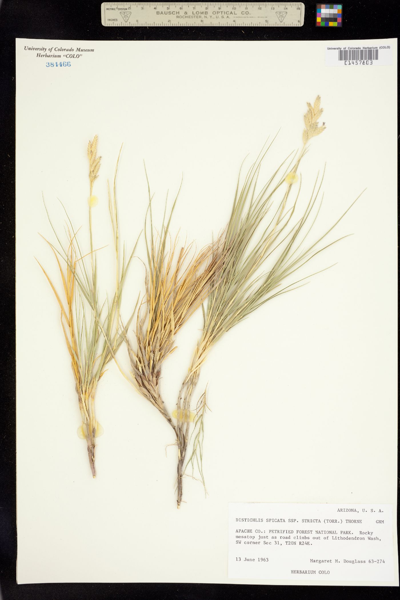 Distichlis spicata image