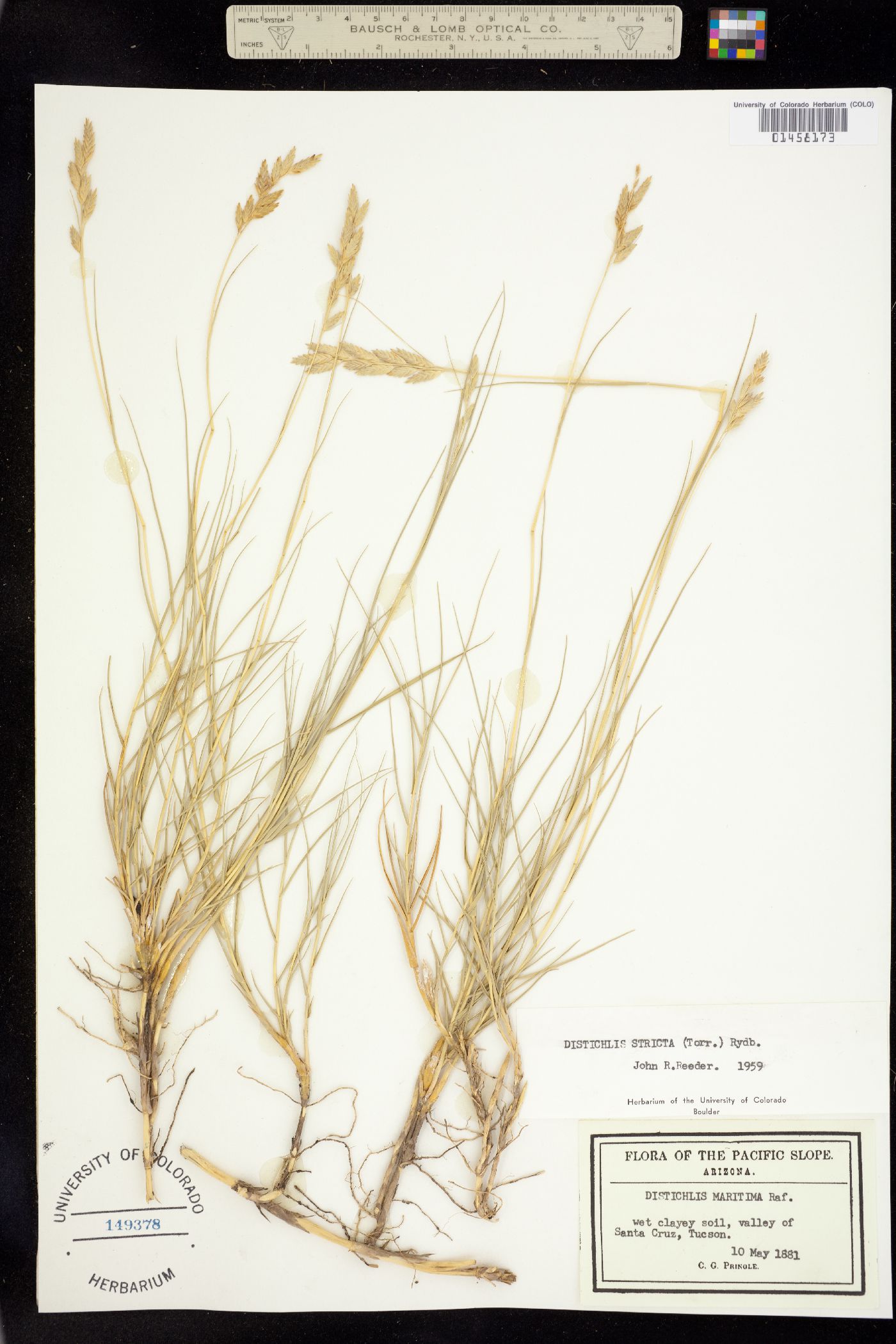Distichlis spicata image