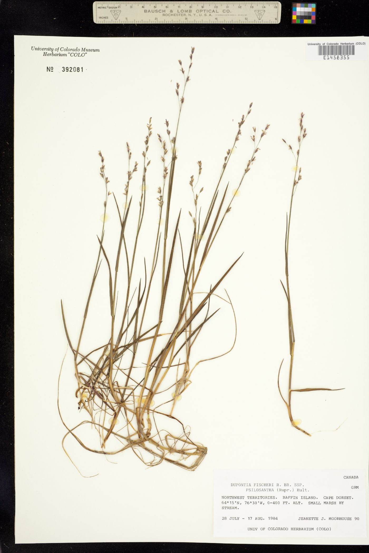 Dupontia fisheri image