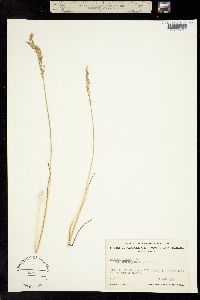 Dupontia psilosantha image