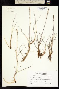 Dupontia psilosantha image