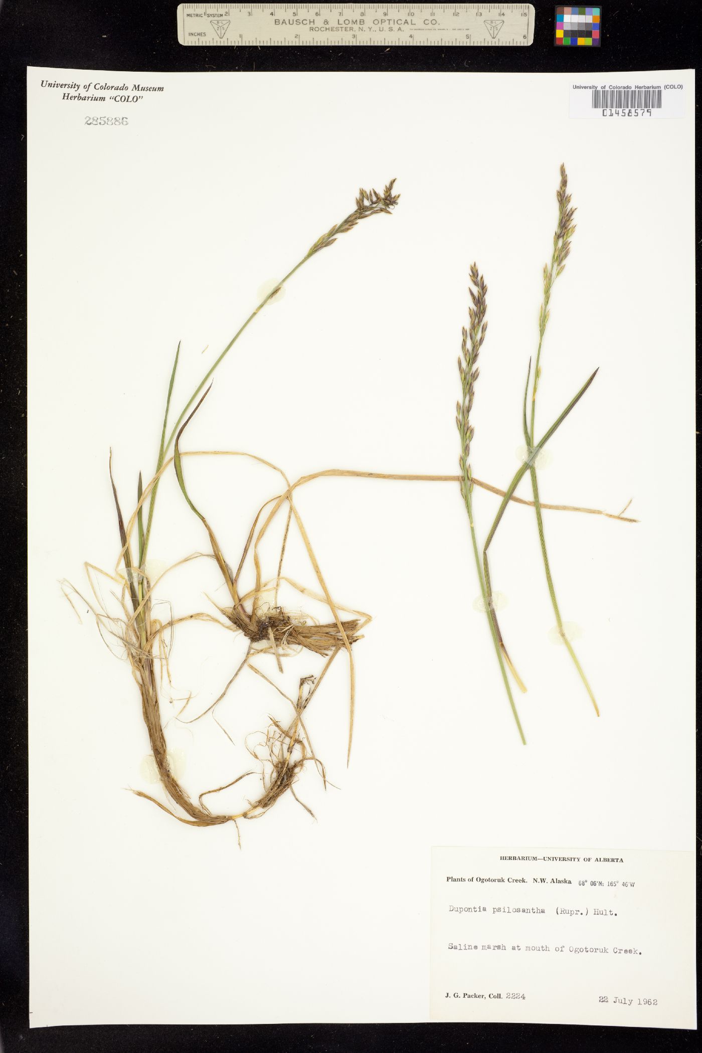Dupontia image