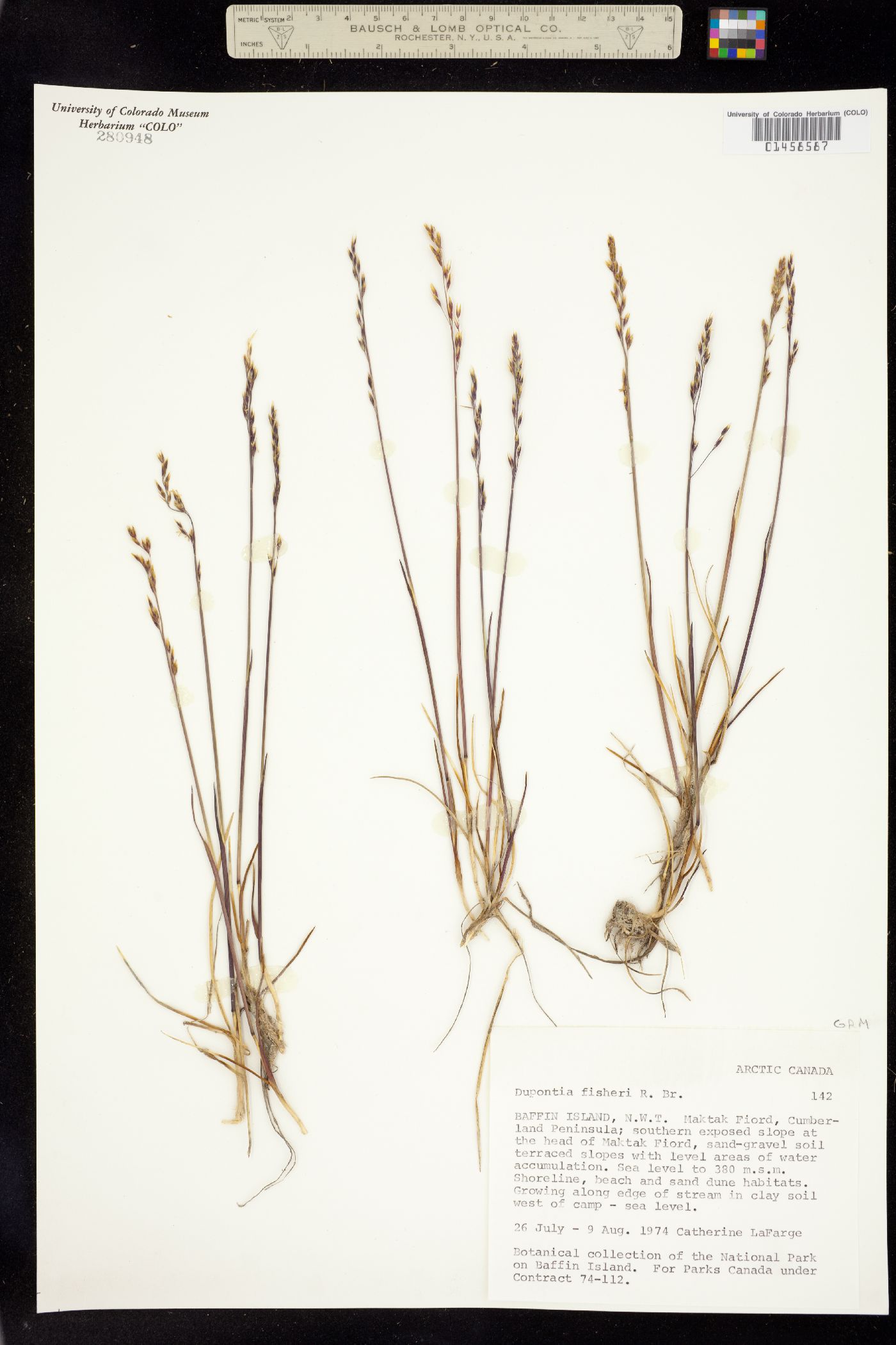 Dupontia fisheri image
