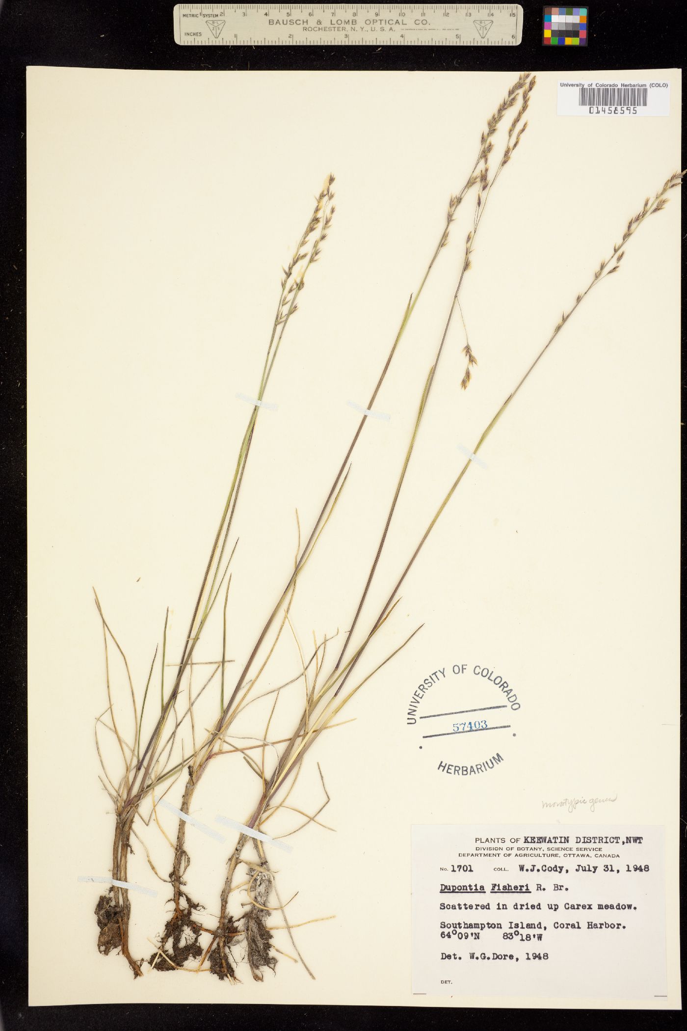 Dupontia fisheri ssp. psilosantha image