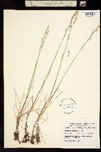Dupontia fisheri ssp. psilosantha image