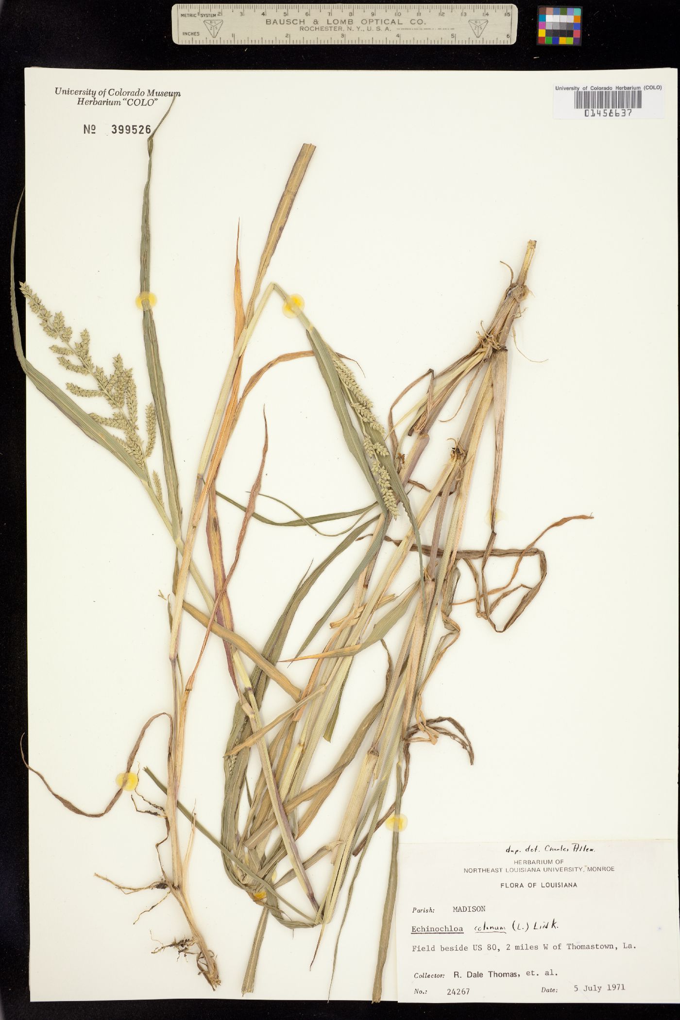 Echinochloa colona image