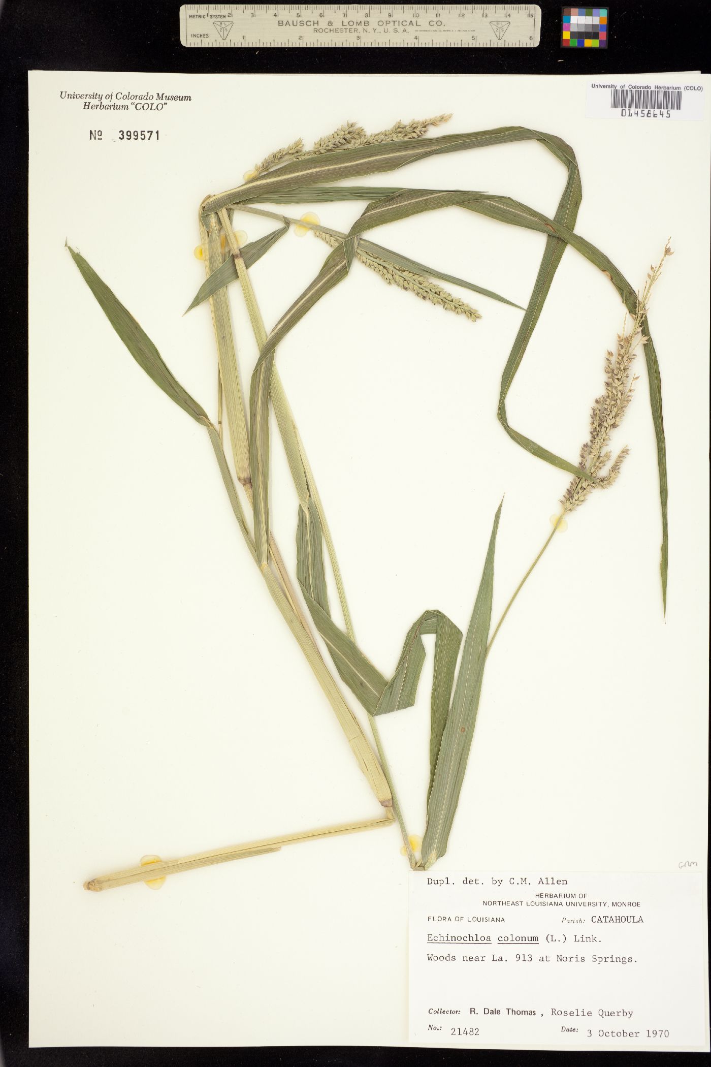 Echinochloa colona image