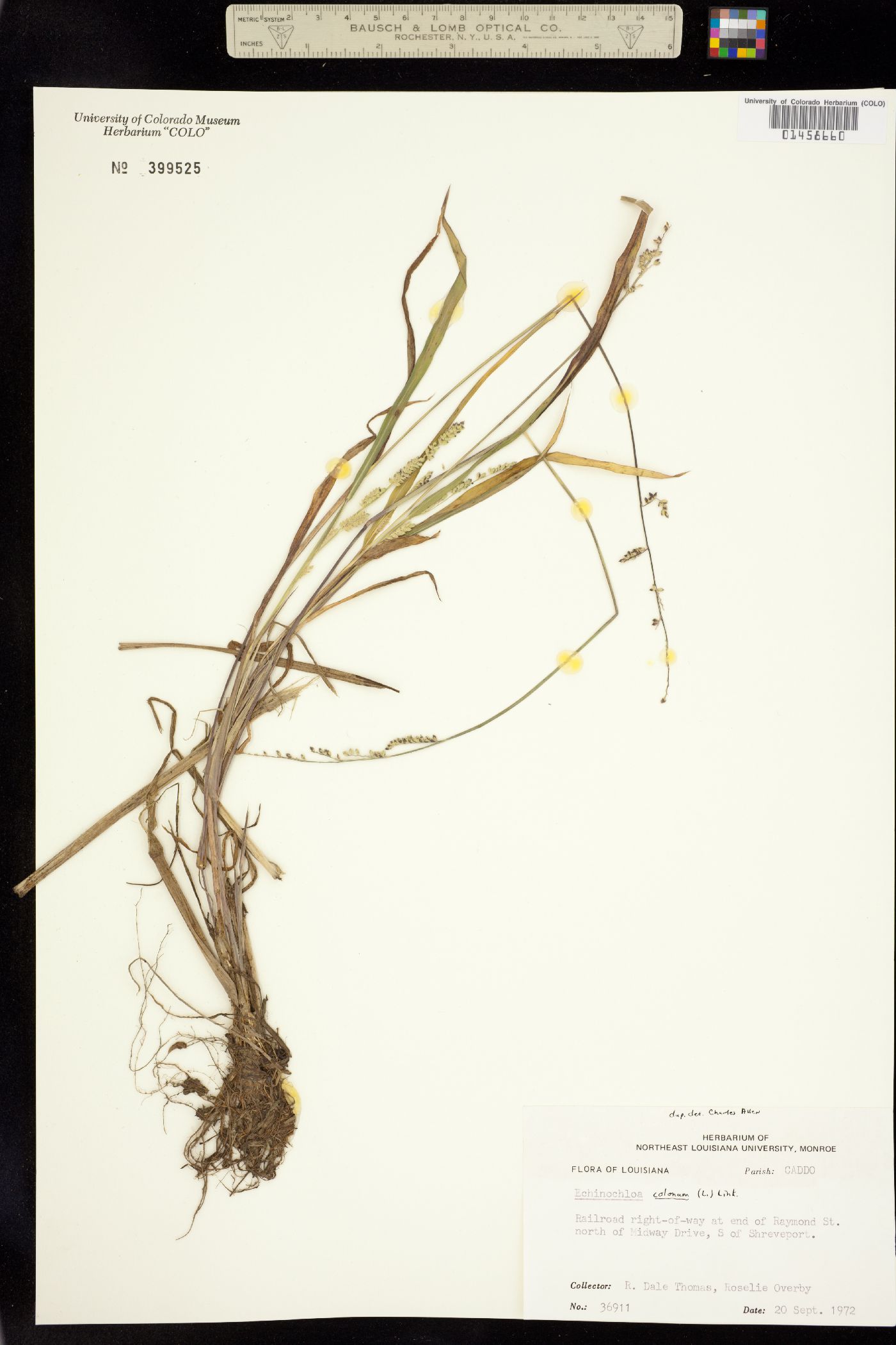 Echinochloa colona image