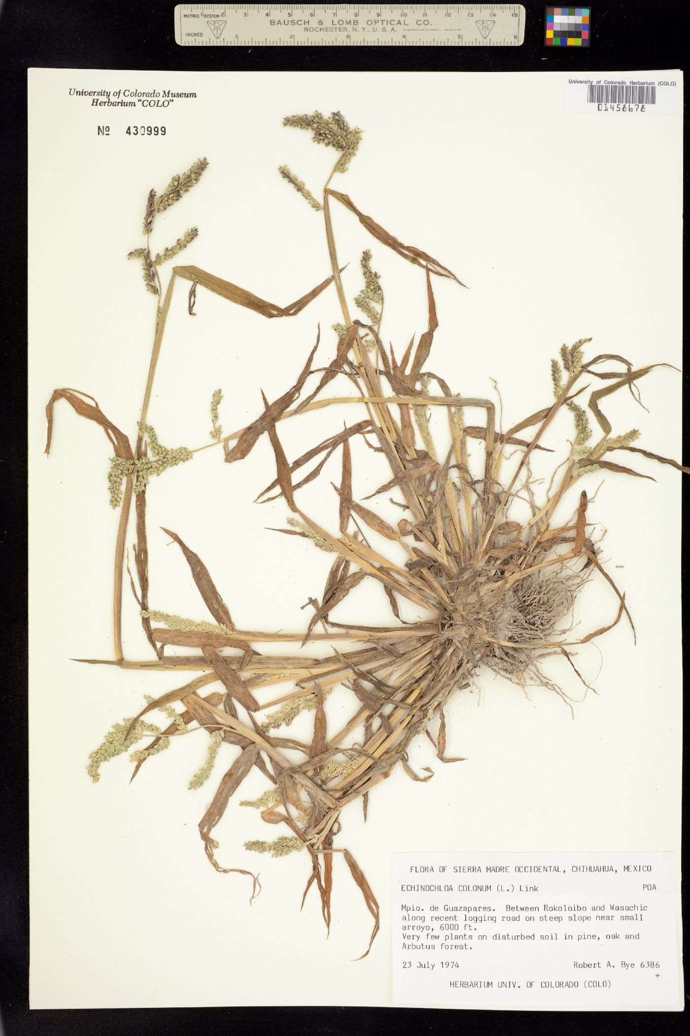 Echinochloa colona image