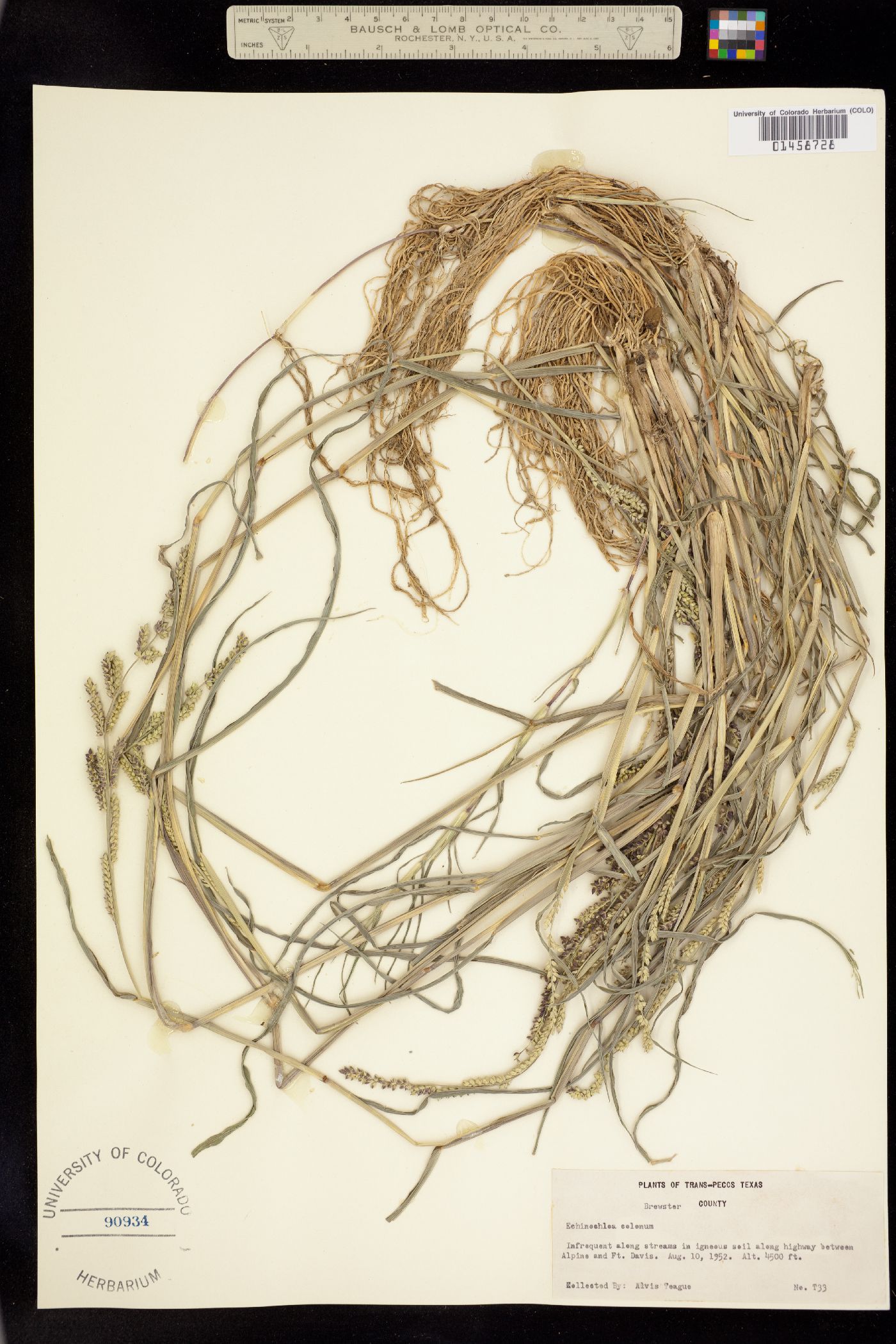 Echinochloa colona image