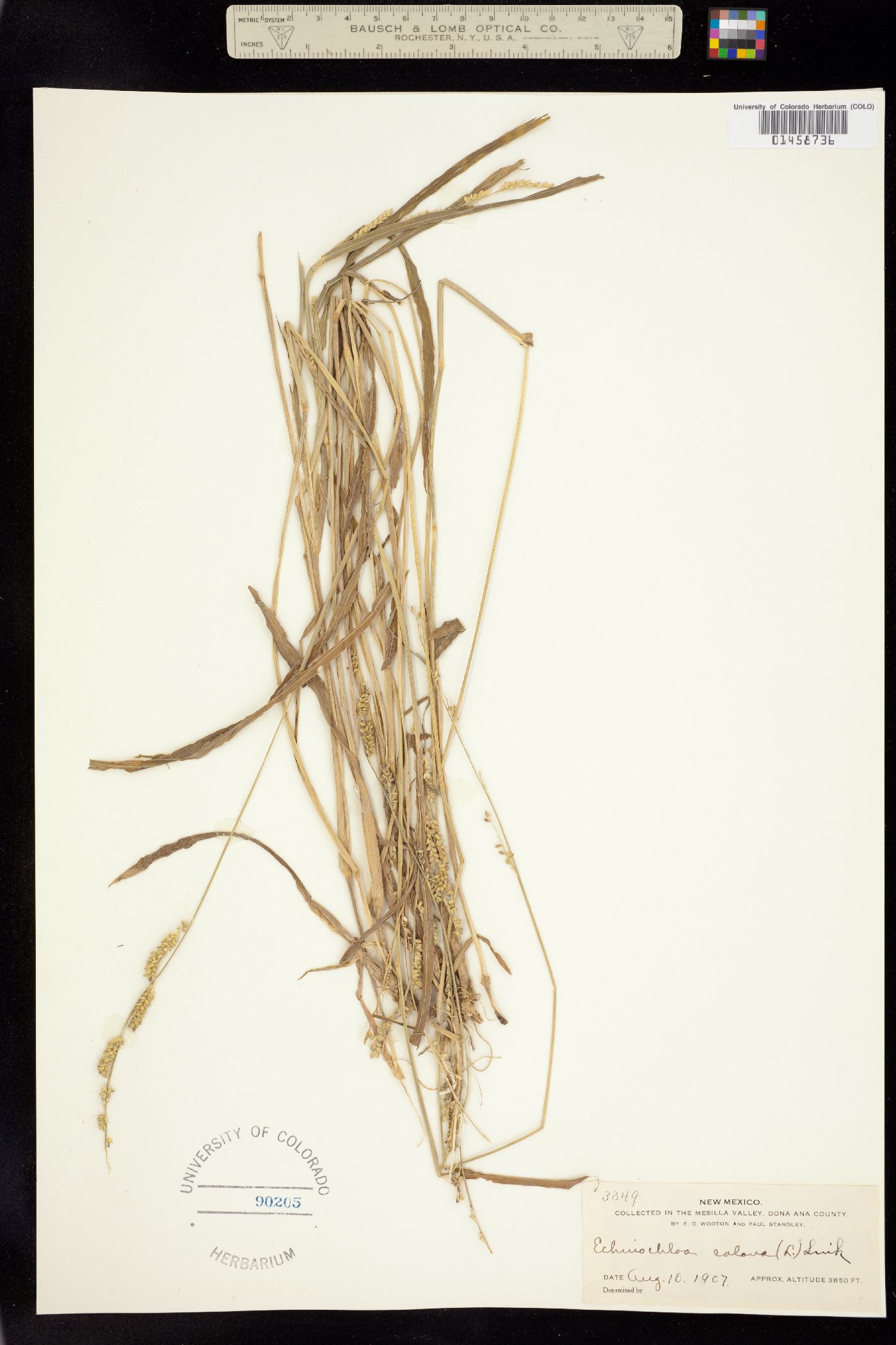 Echinochloa colona image