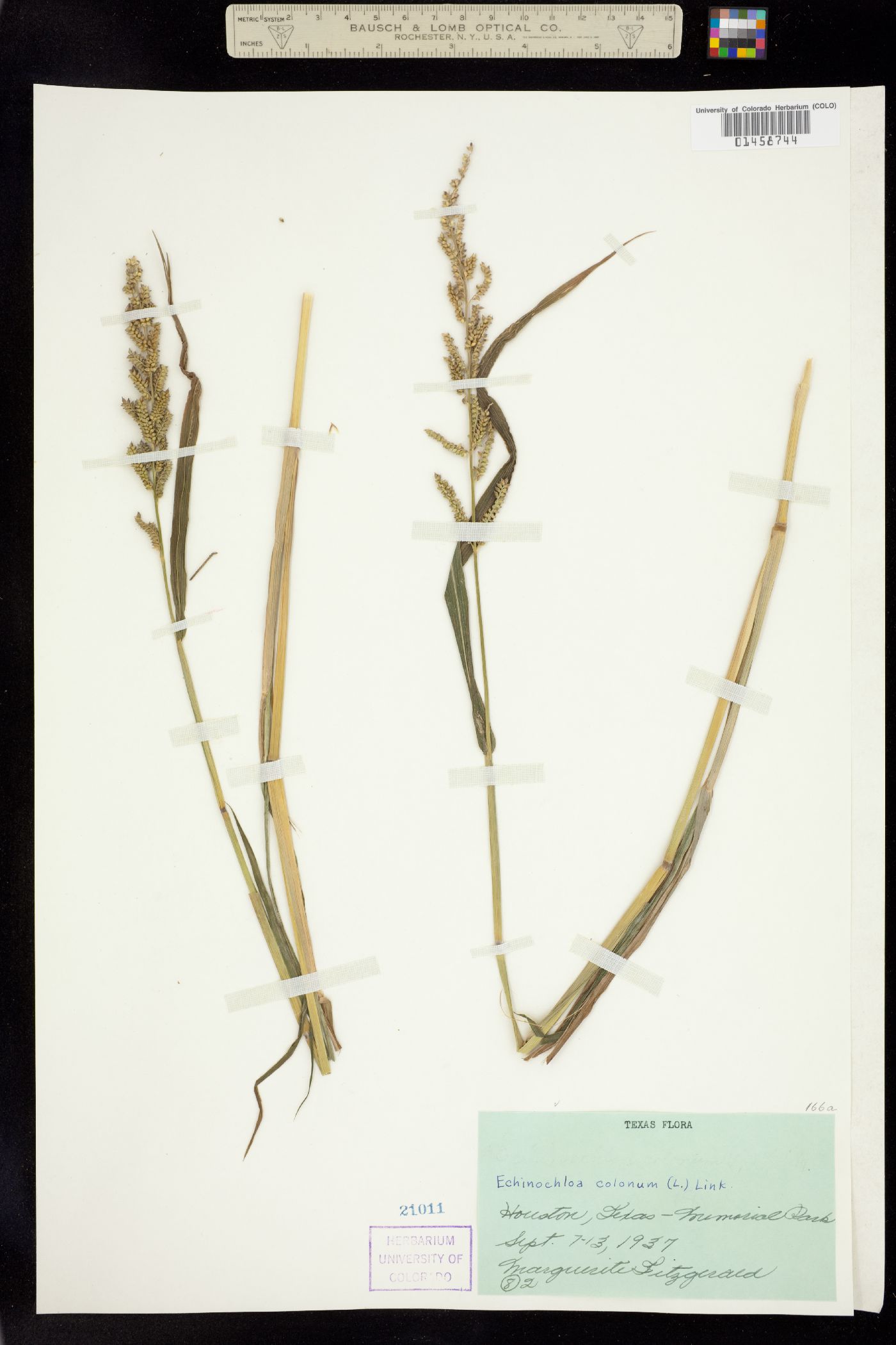 Echinochloa colona image