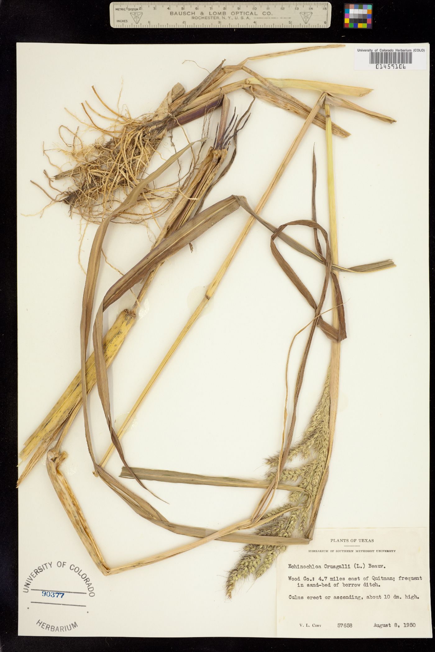 Echinochloa crus-galli image