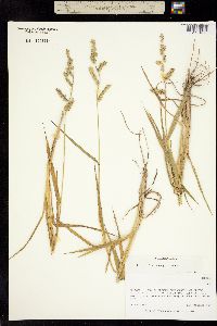 Echinochloa crus-galli image