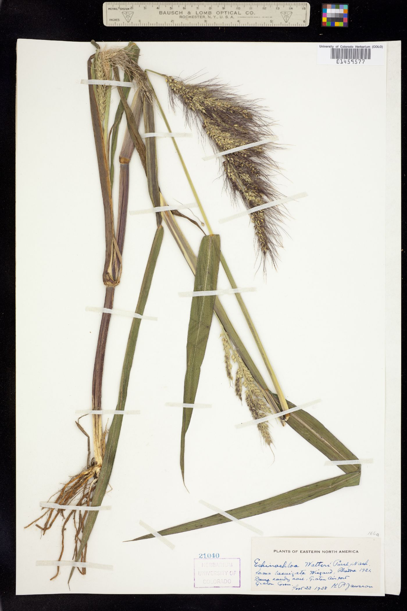 Echinochloa walteri image