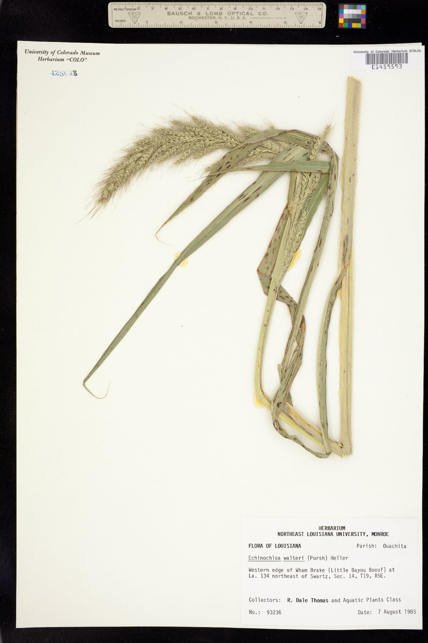 Echinochloa walteri image