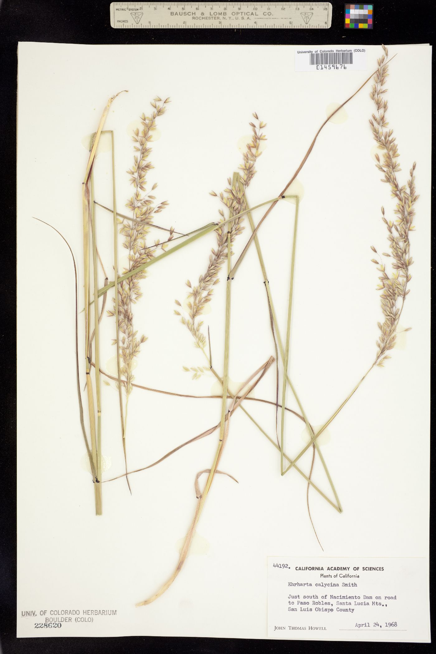 Ehrharta calycina image