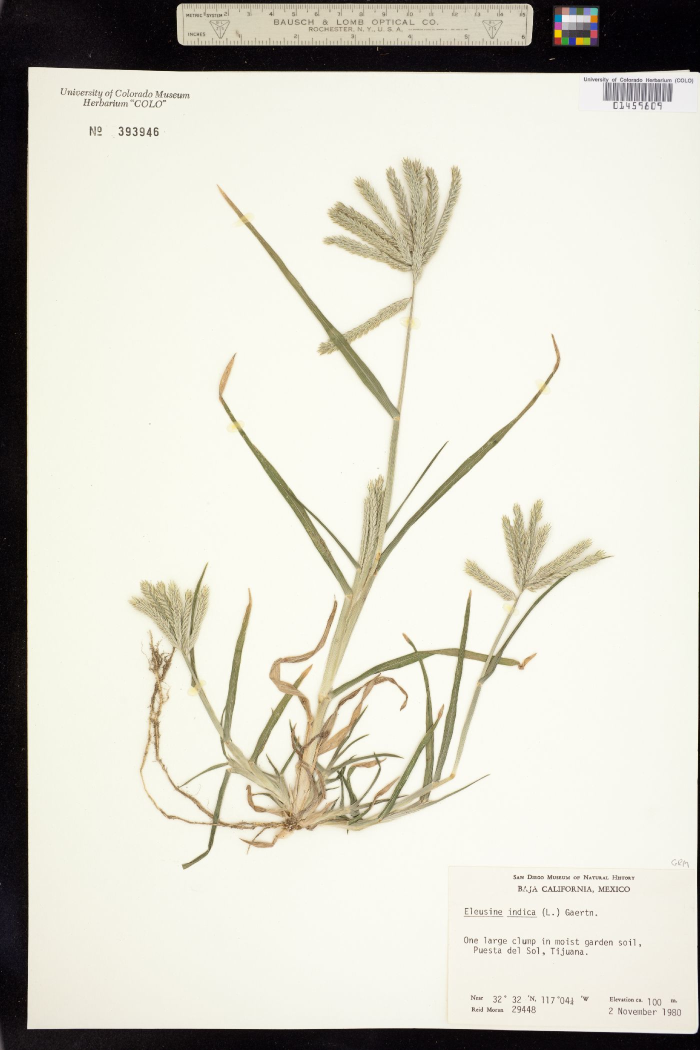 Eleusine indica image