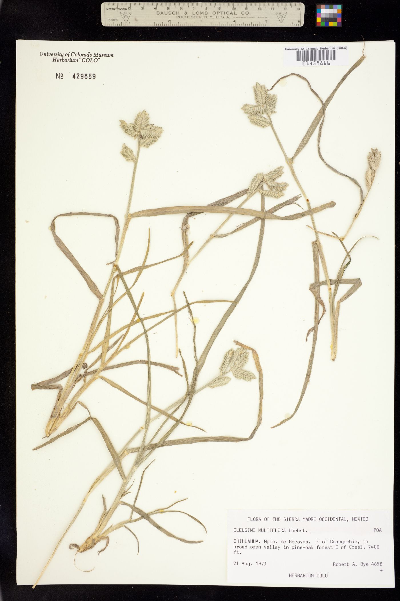 Eleusine multiflora image