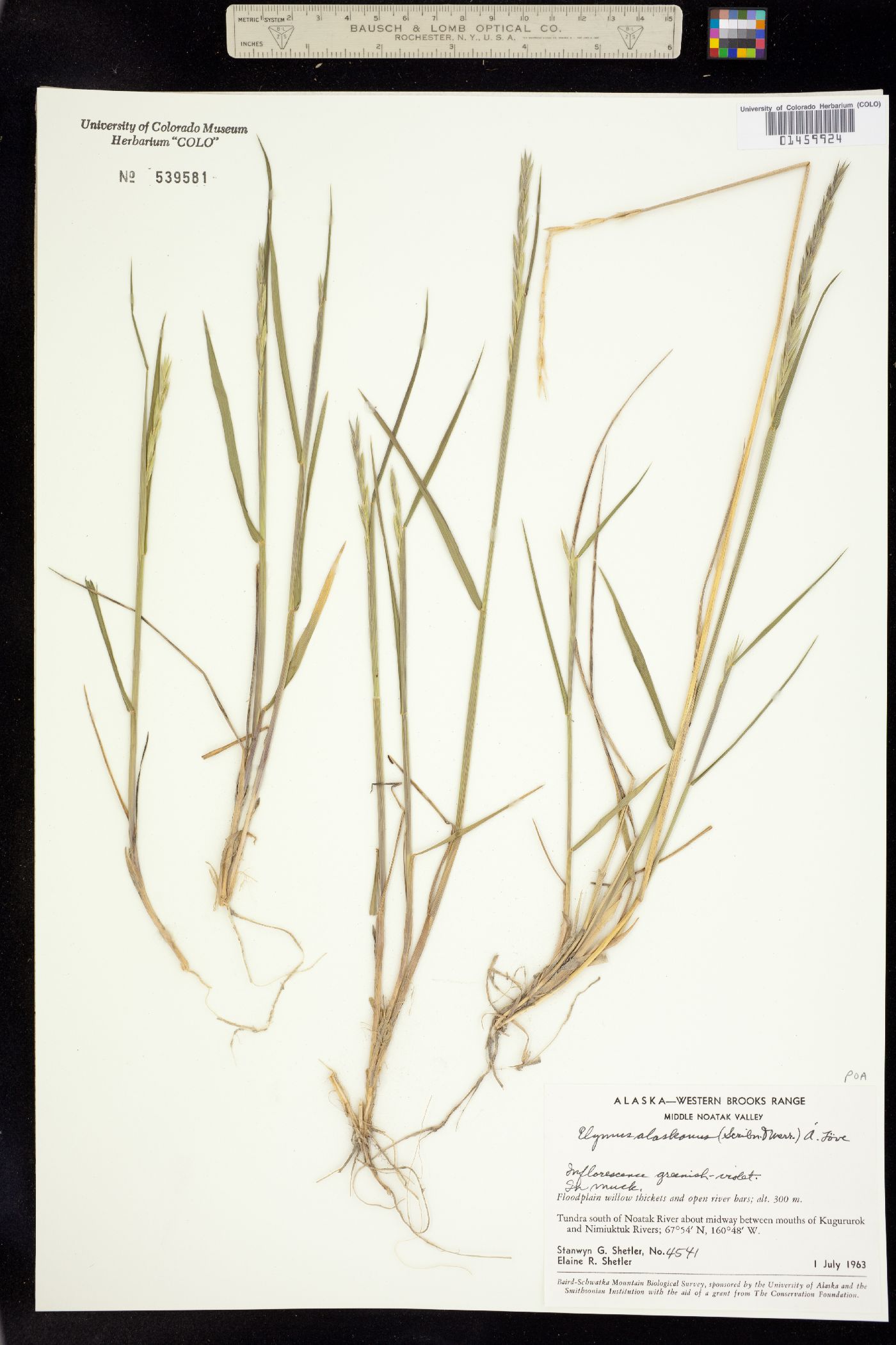 Elymus alaskanus image