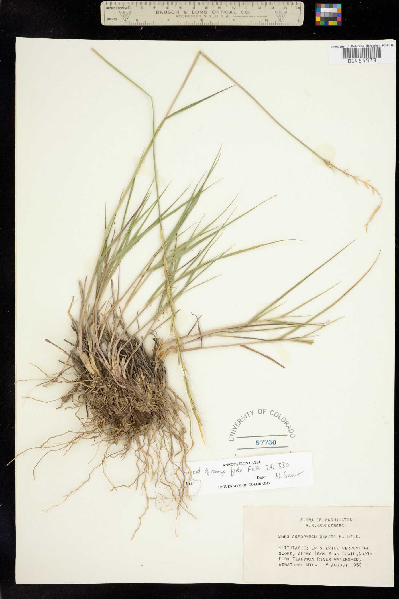 Elymus bakeri image