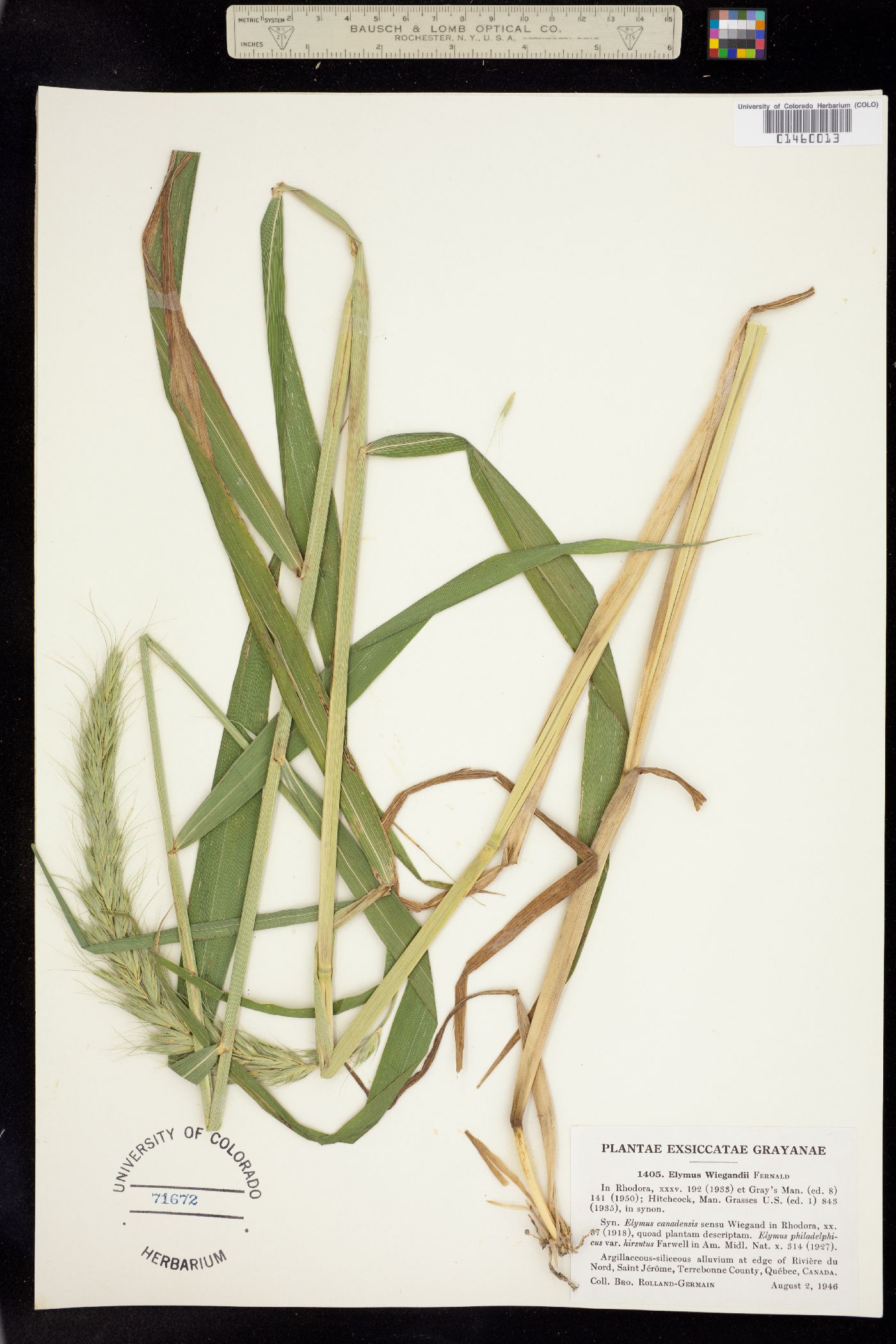 Elymus canadensis image