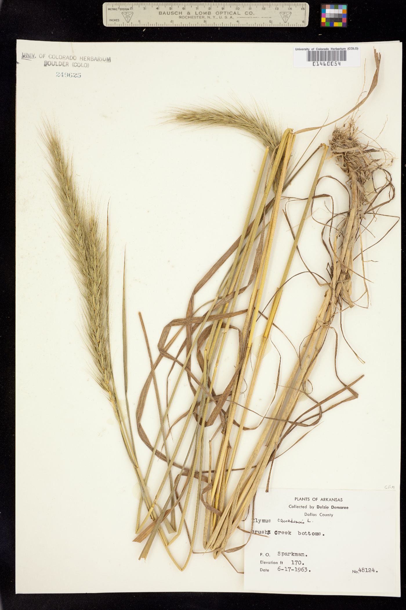 Elymus image