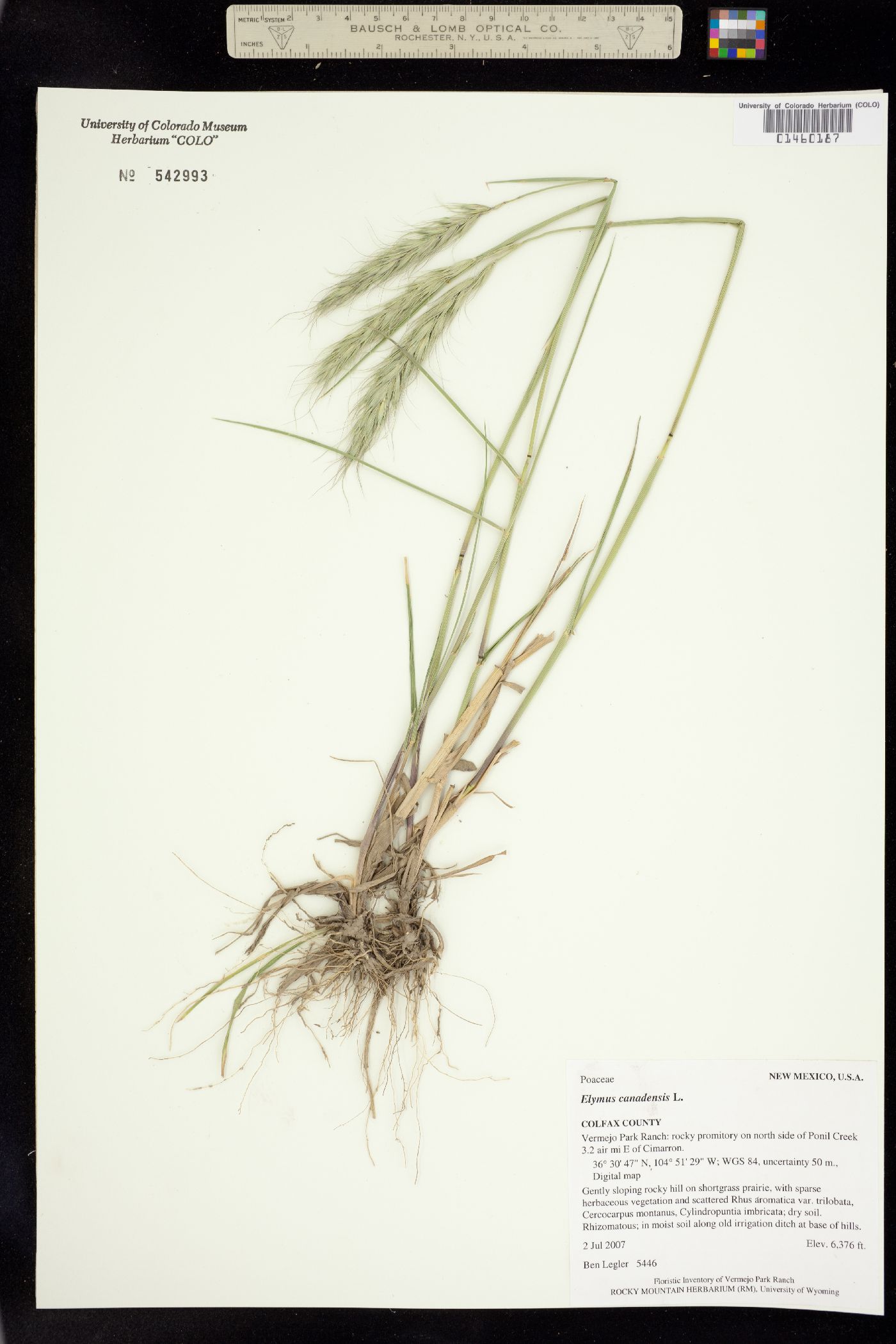 Elymus canadensis image