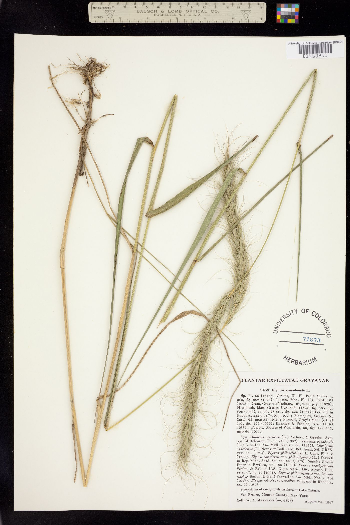 Elymus image