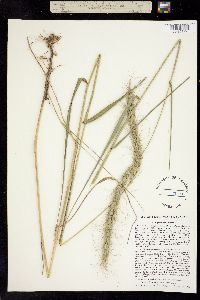 Elymus canadensis image