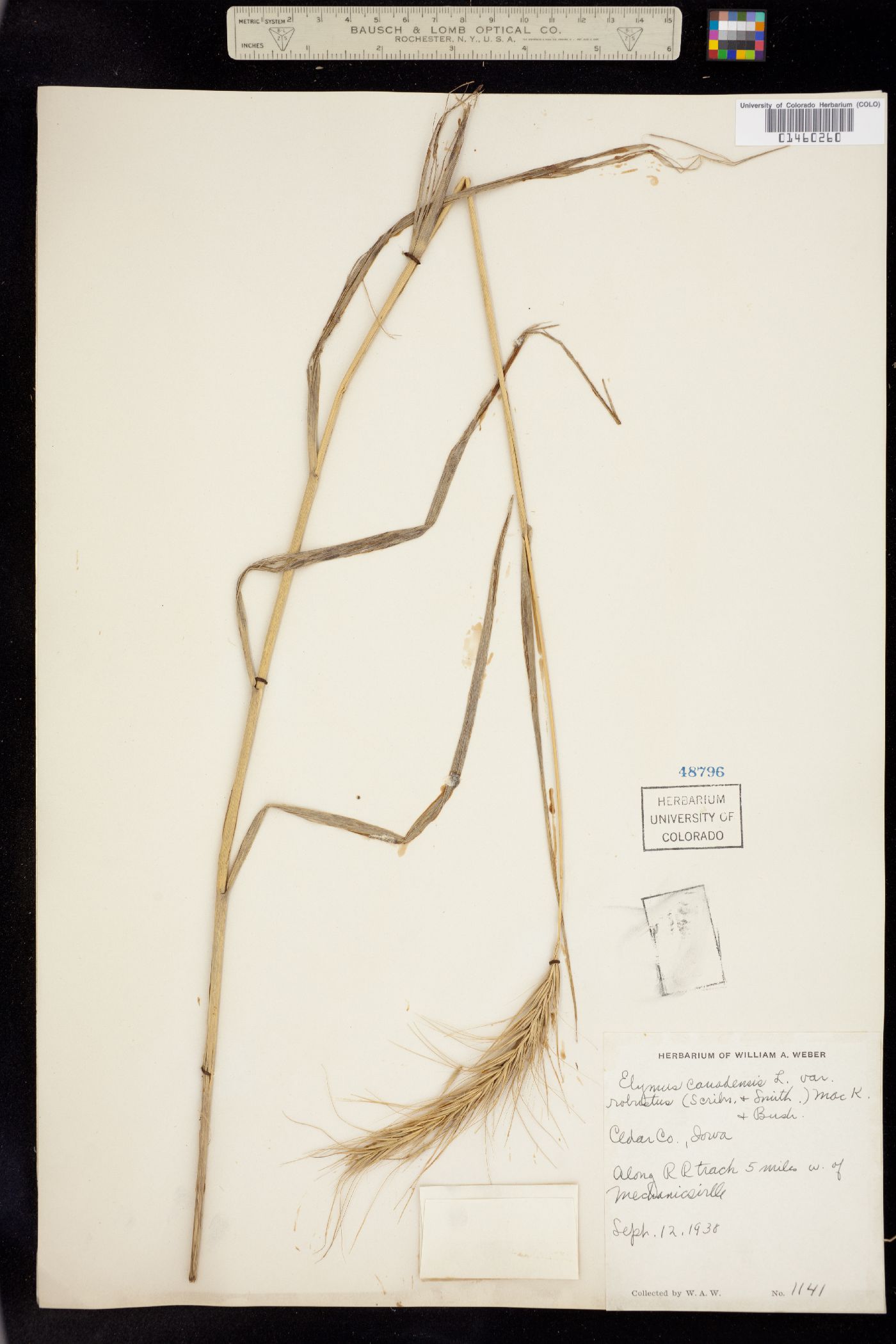 Elymus canadensis image
