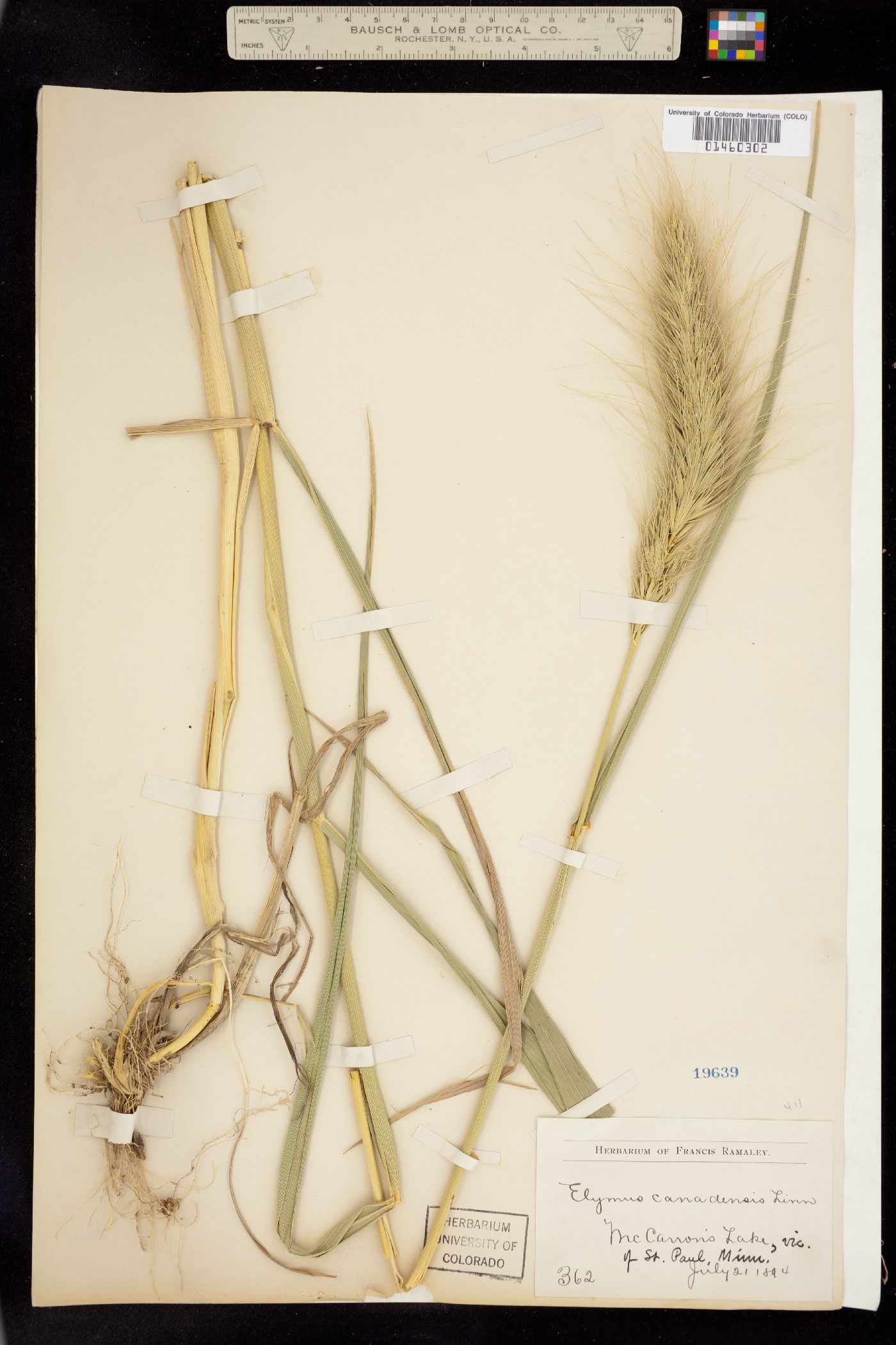 Elymus image