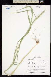 Elymus canadensis image