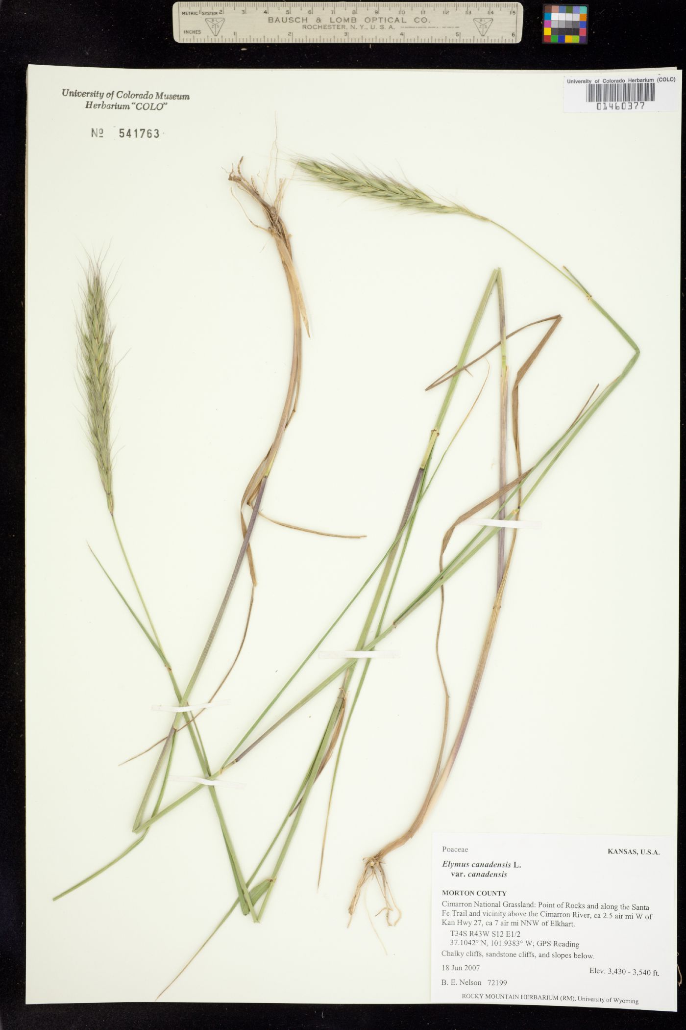 Elymus canadensis image