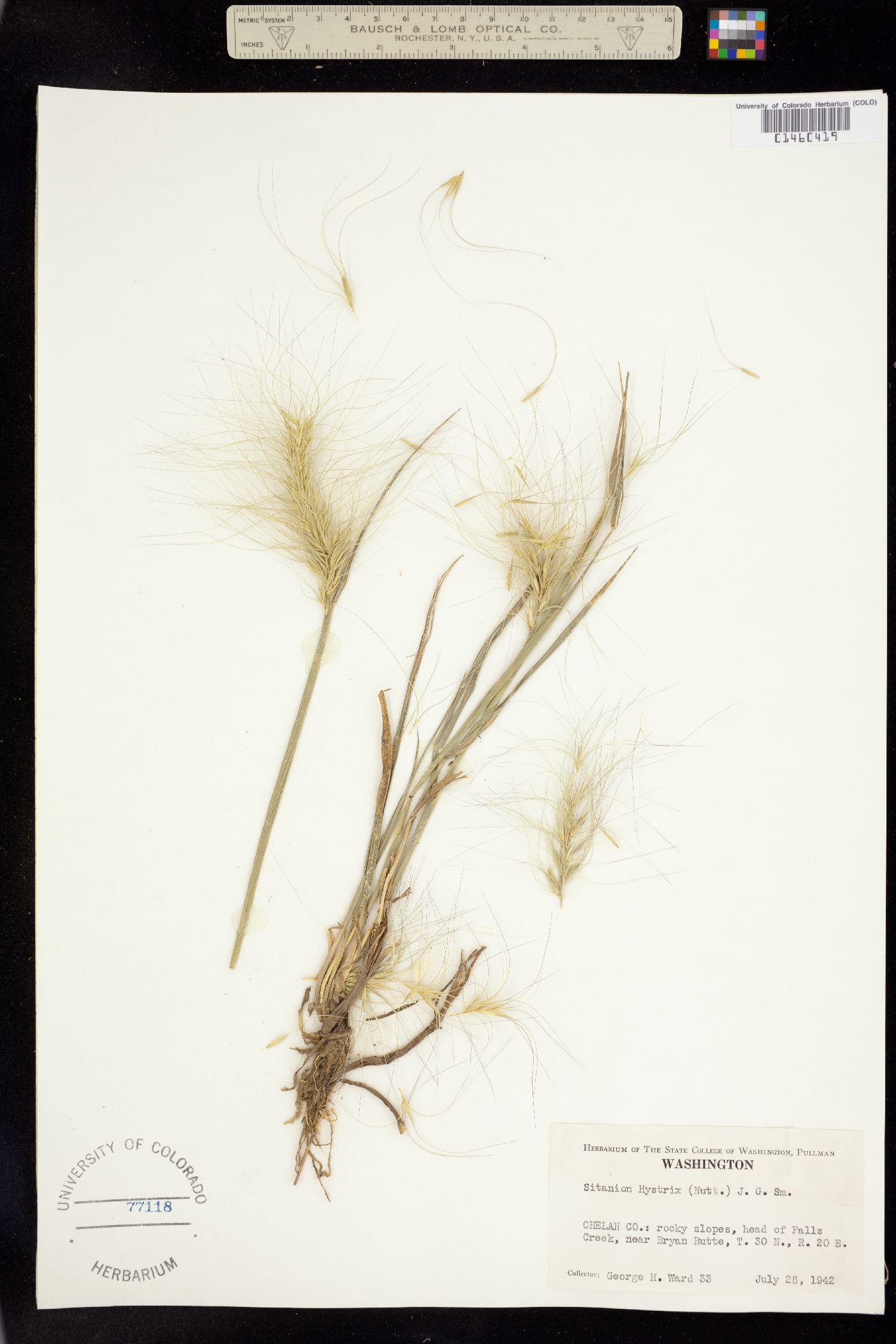 Elymus elymoides image