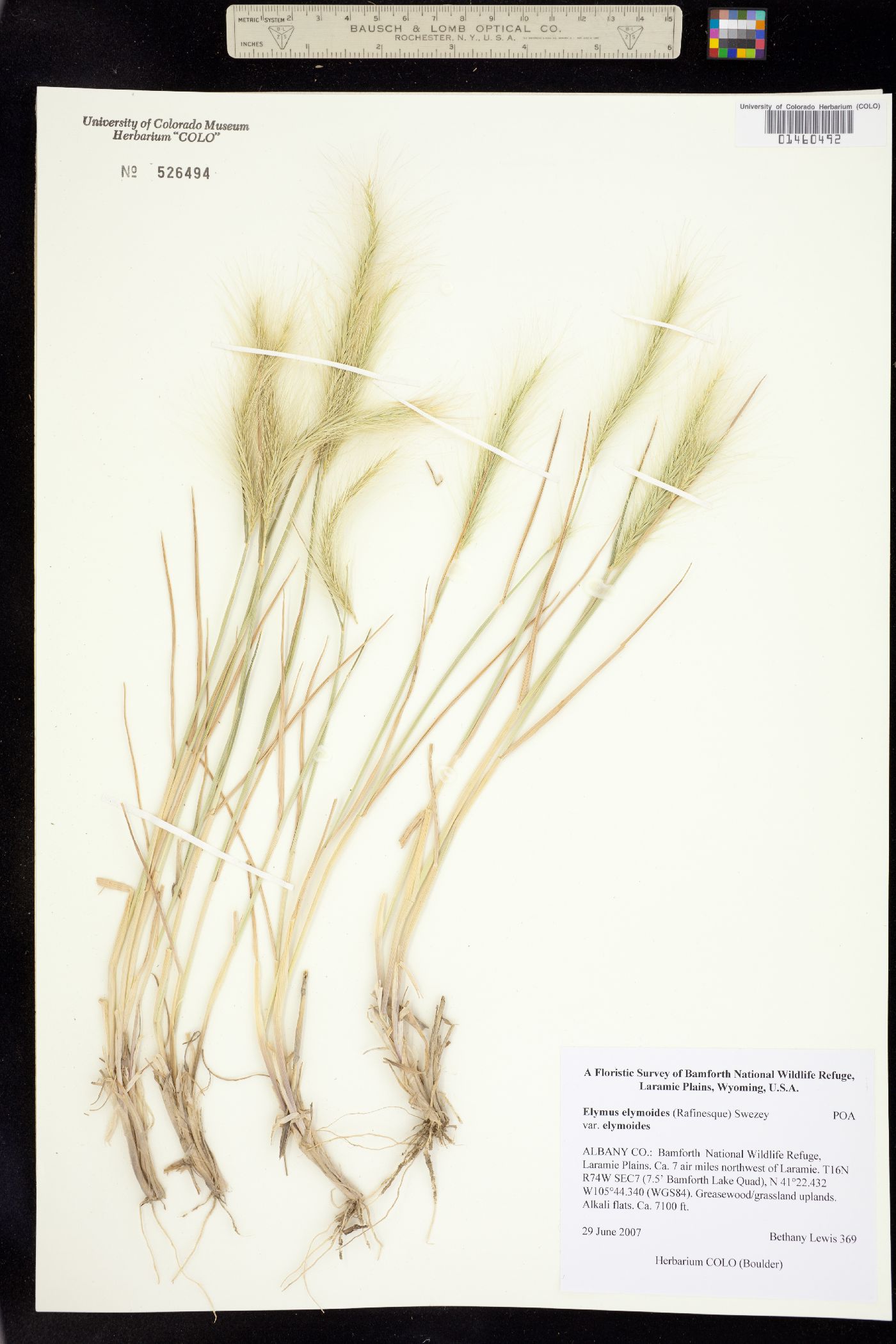 Elymus elymoides image