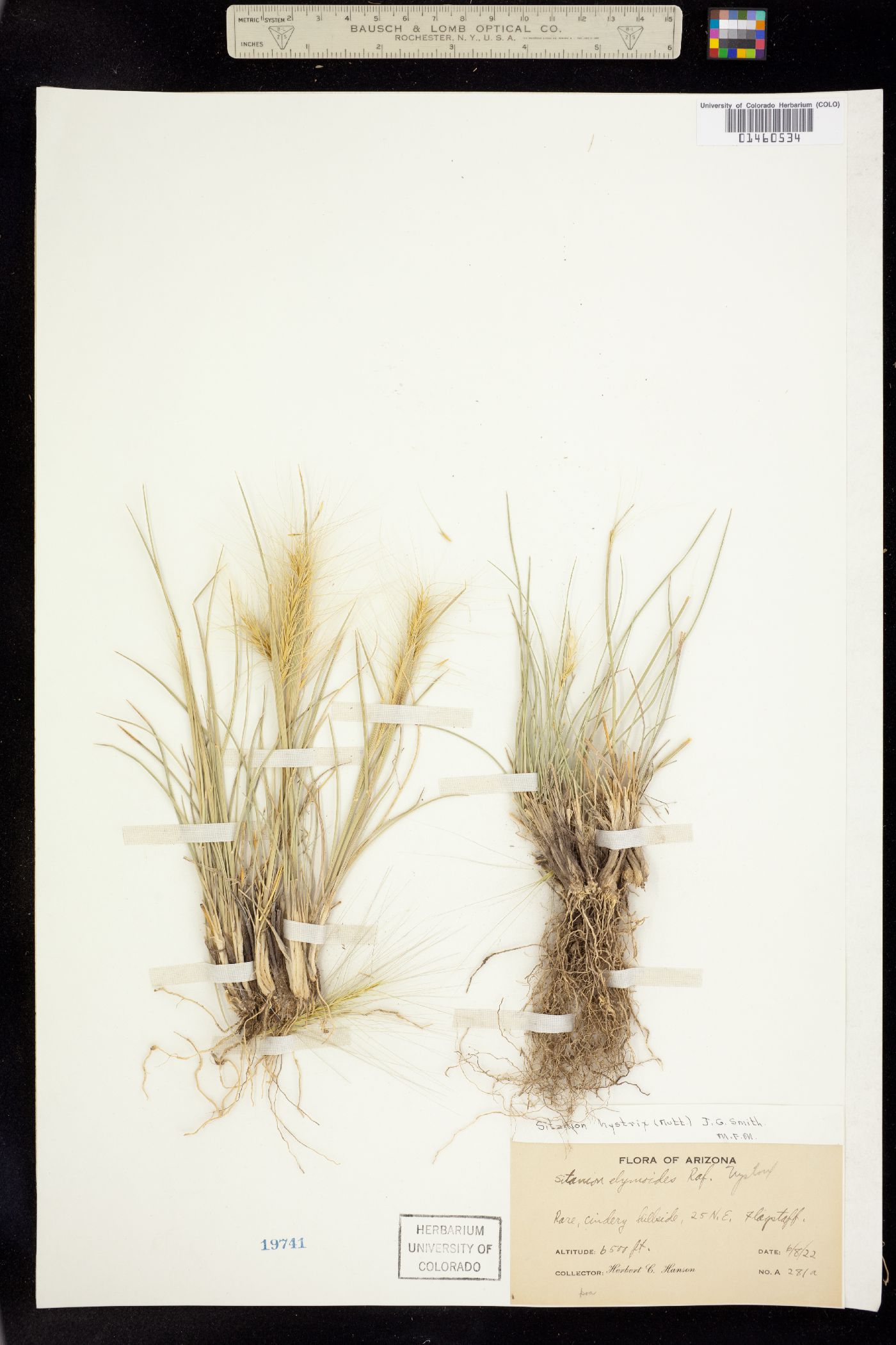 Elymus elymoides image