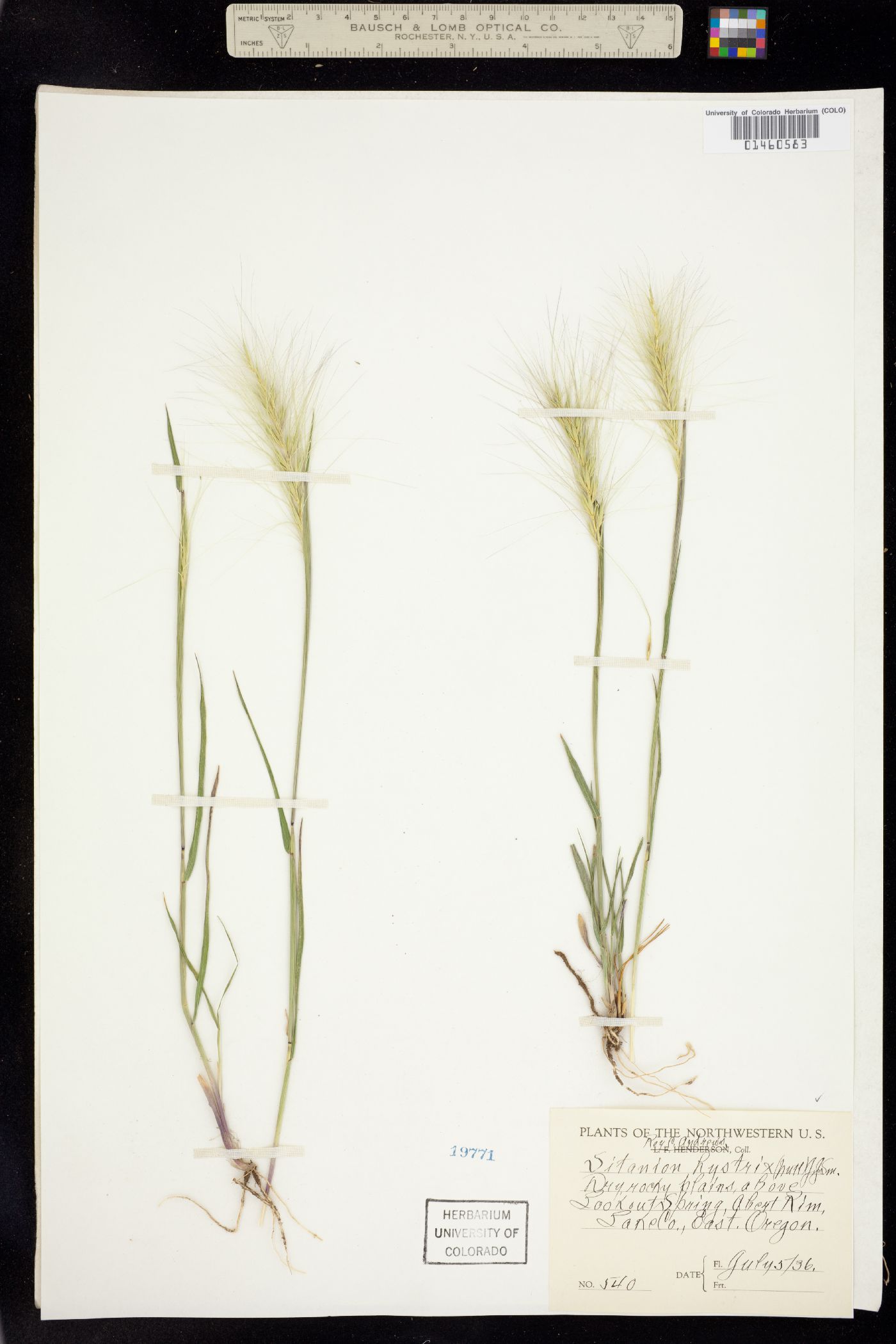 Elymus image