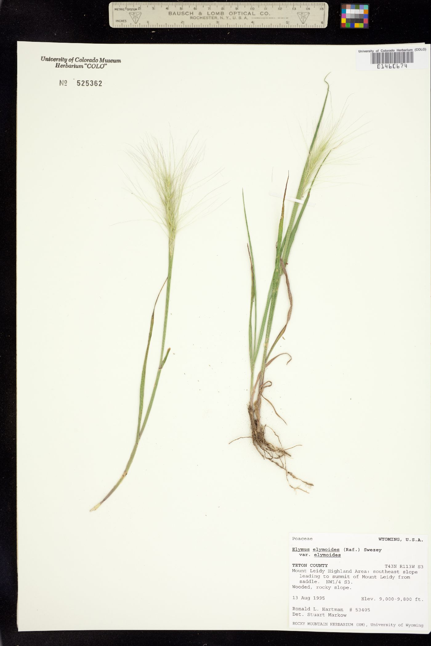Elymus elymoides image