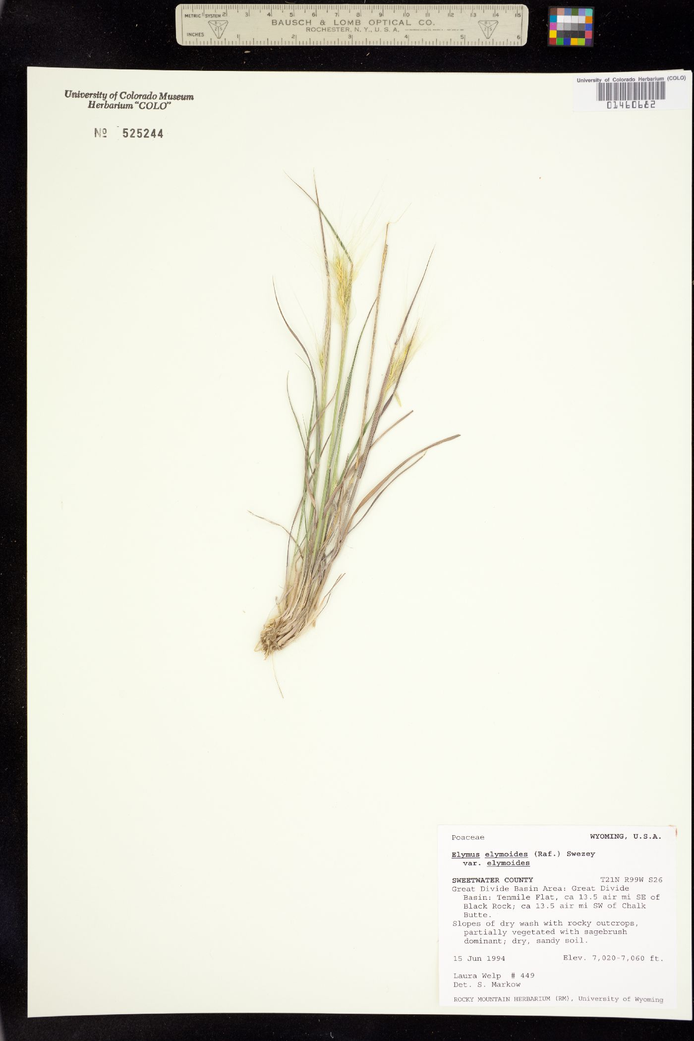 Elymus elymoides ssp. elymoides image