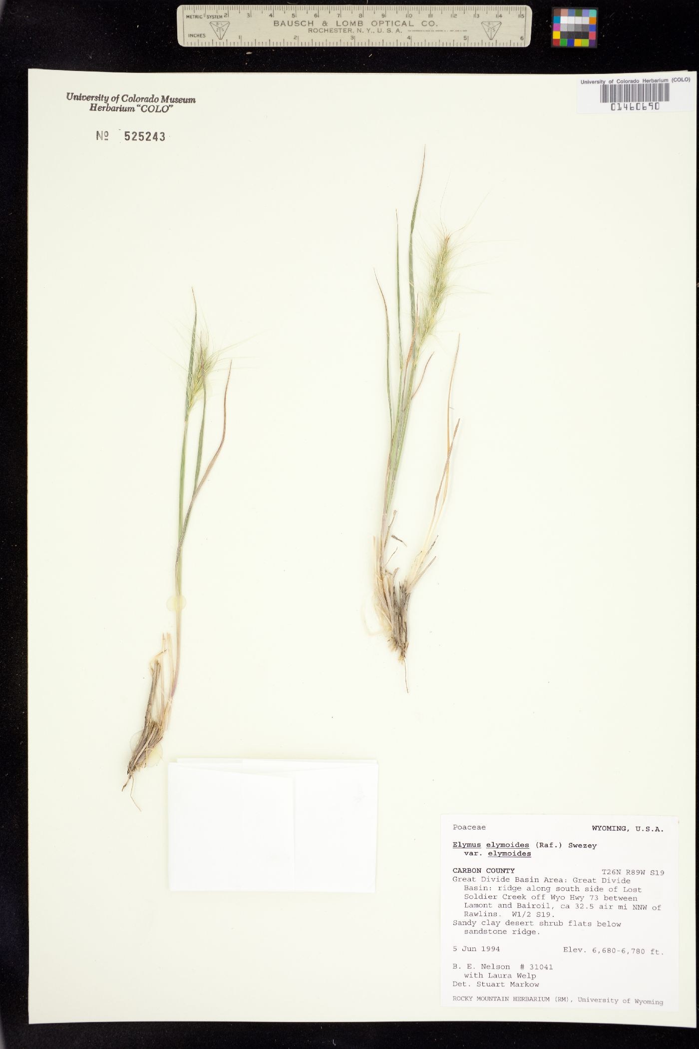 Elymus elymoides image