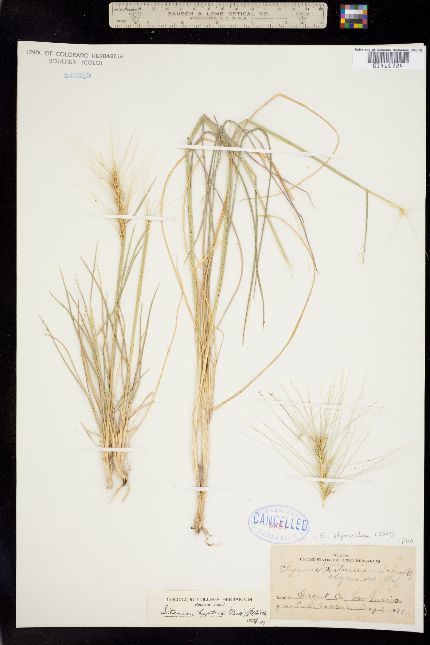 Elymus image