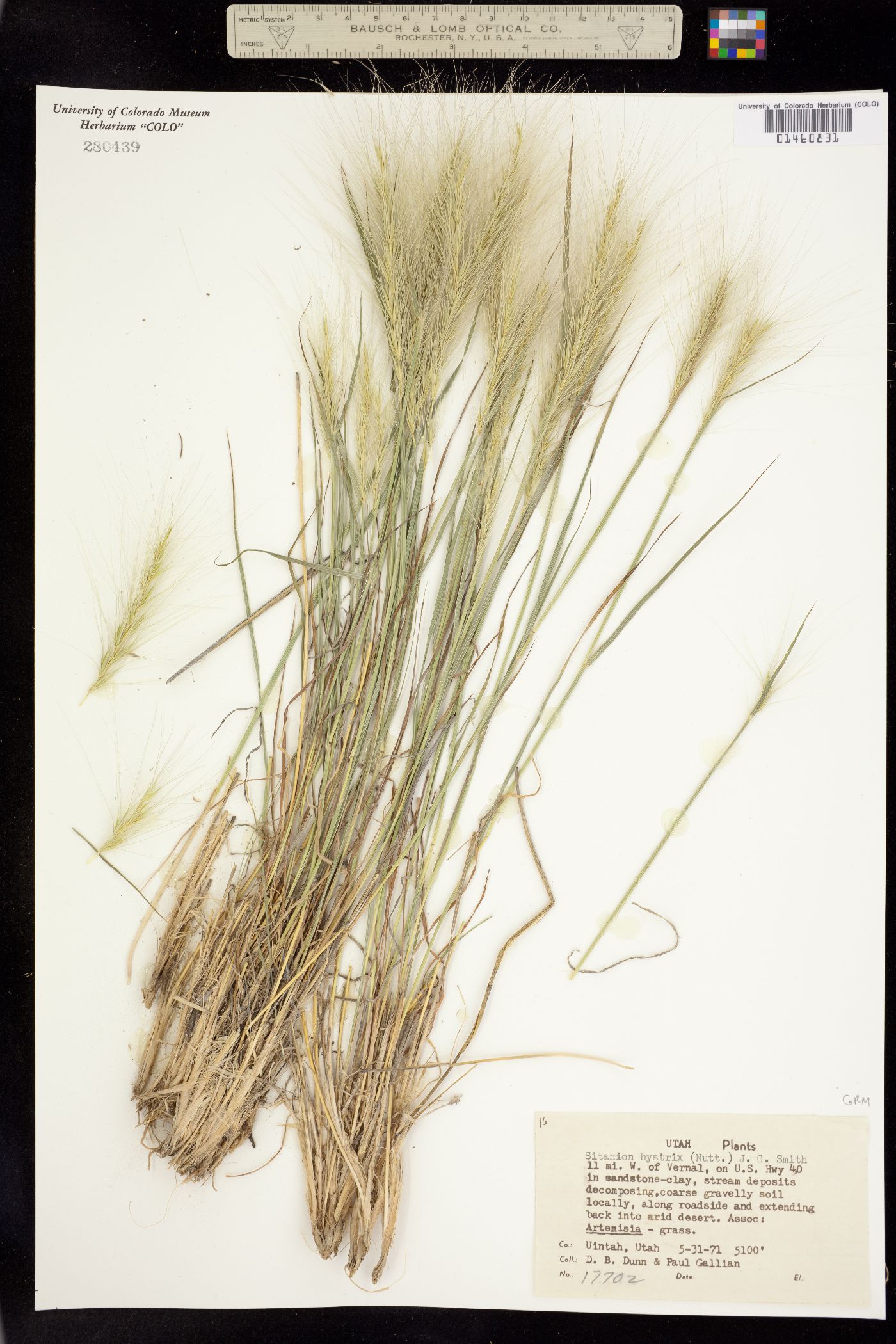 Elymus image