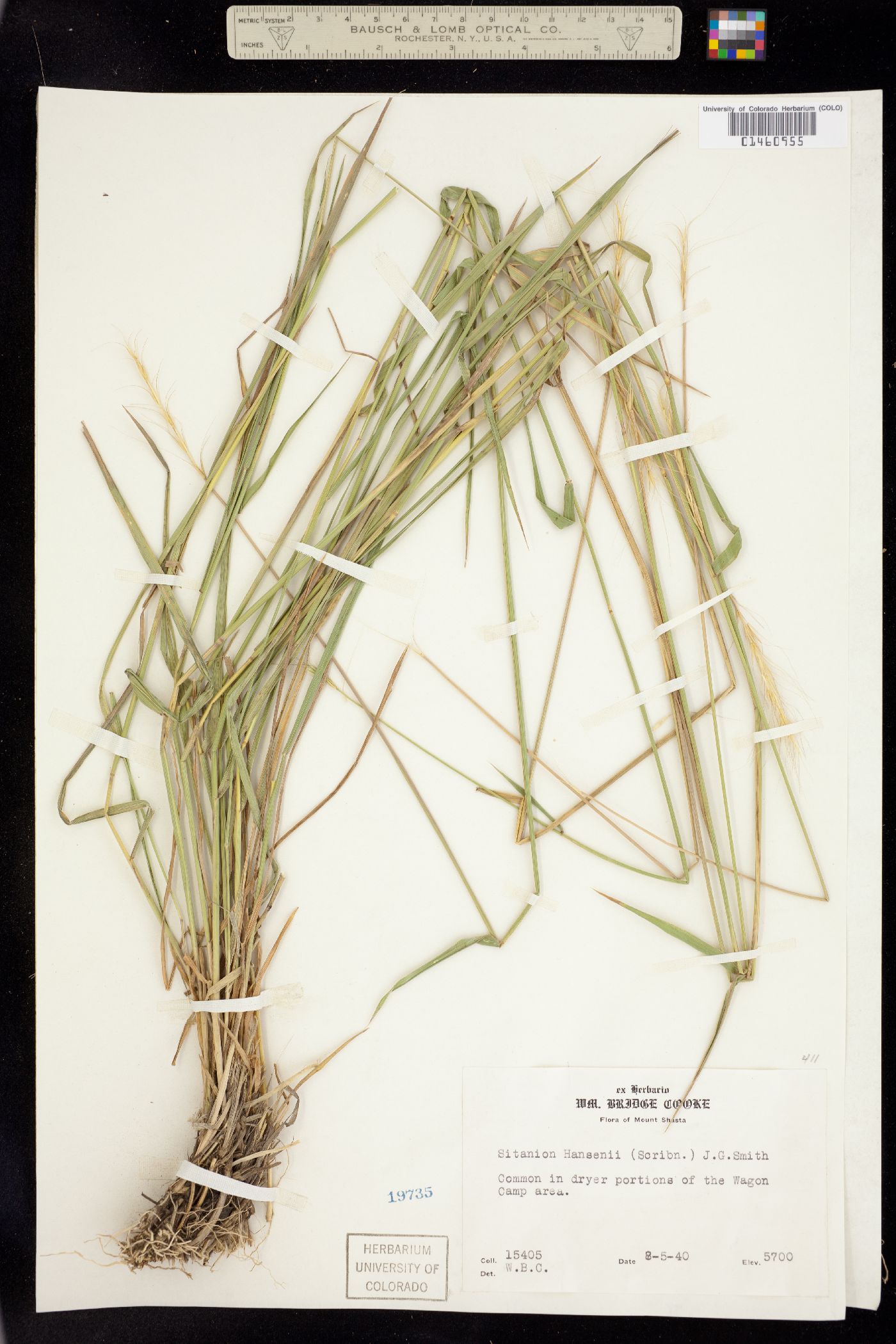 Elymus elymoides image