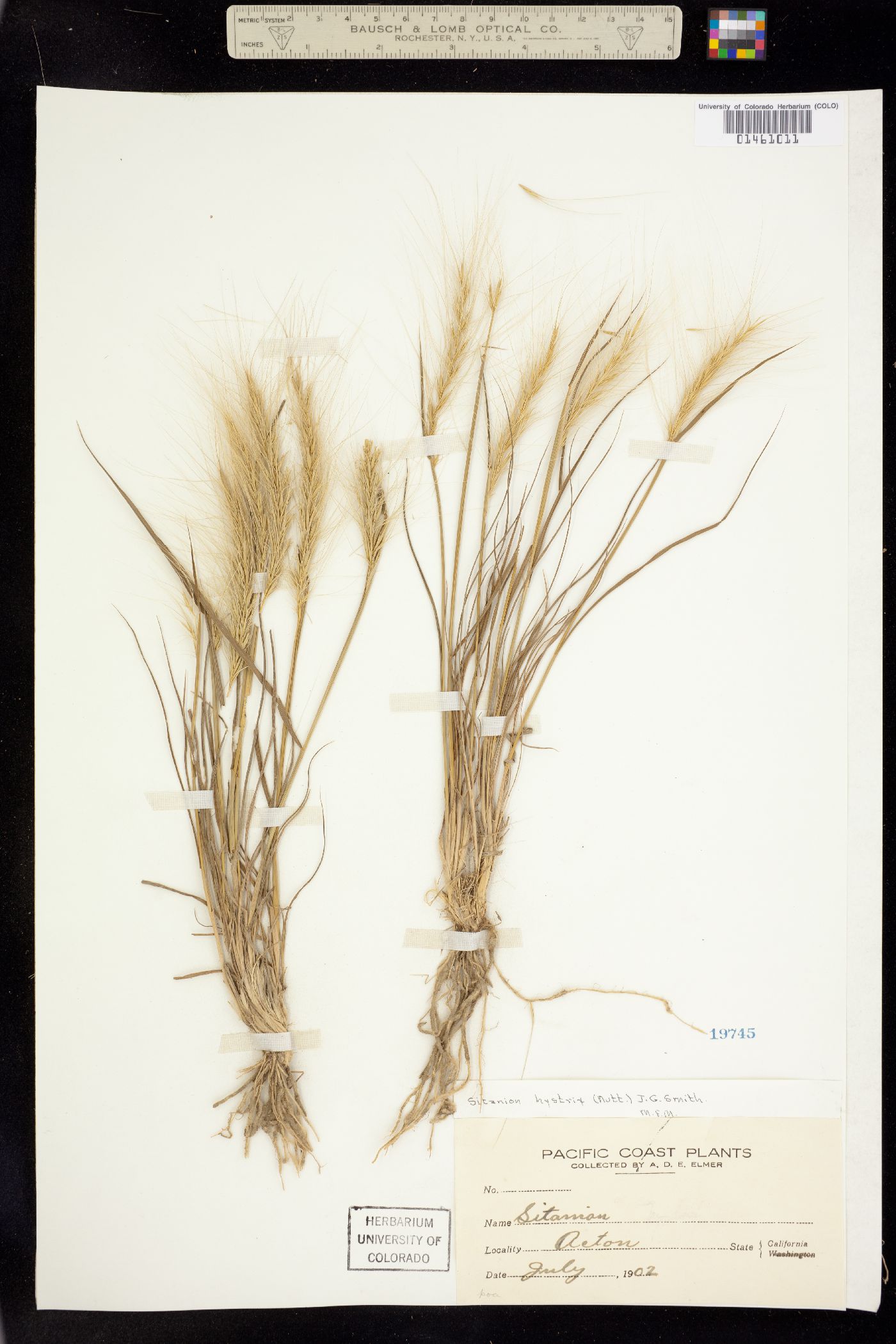 Elymus elymoides image