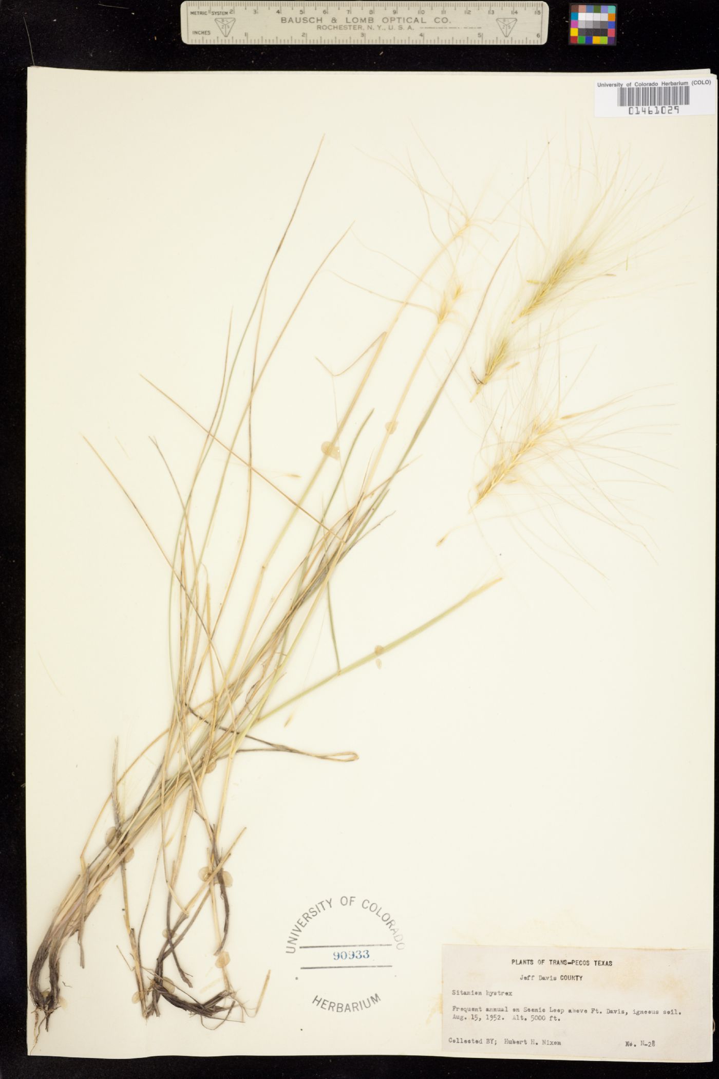 Elymus elymoides image