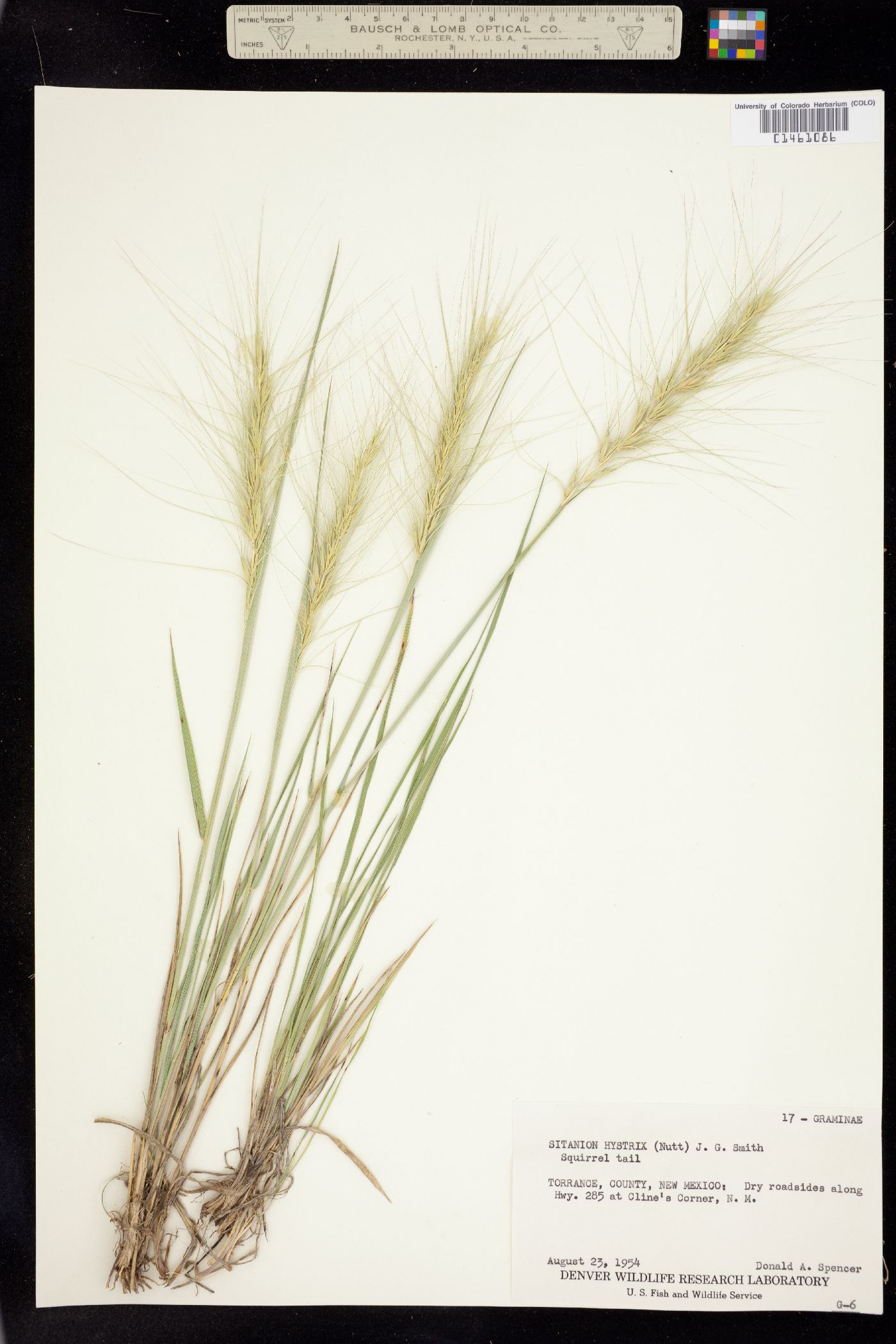 Elymus elymoides image