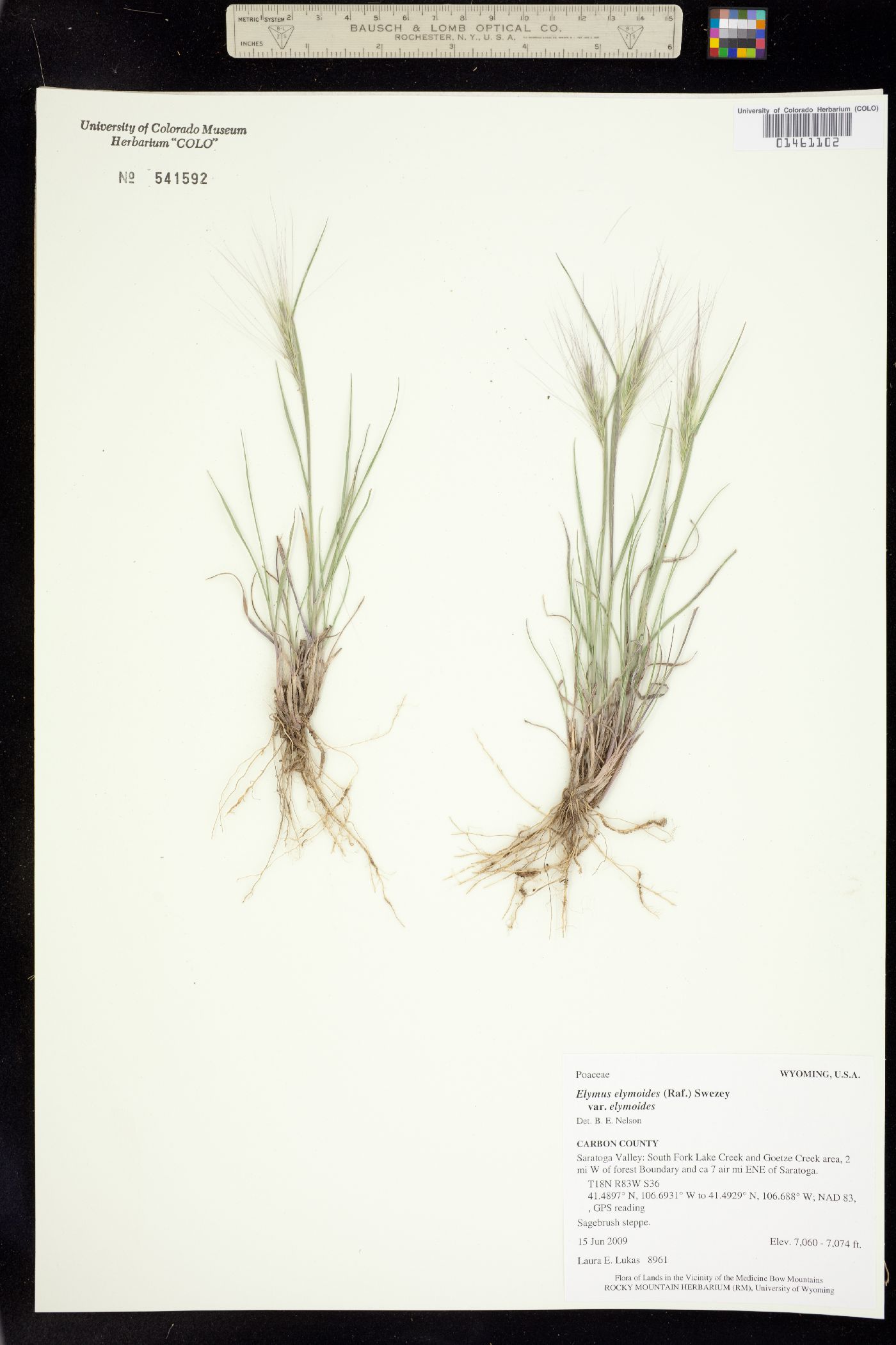 Elymus elymoides image